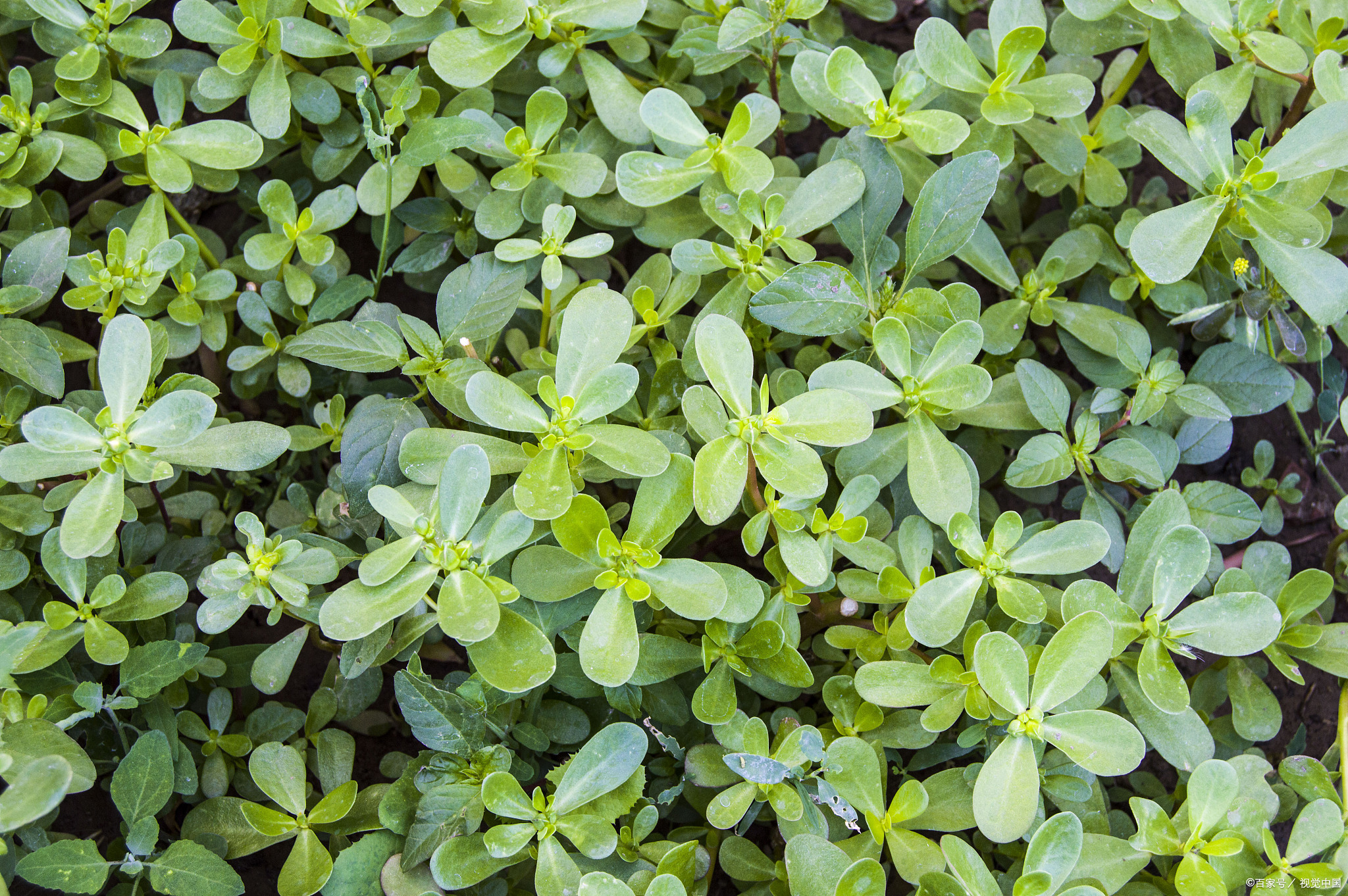 "长寿菜"马齿苋:营养丰富,药用价值高!清热解毒,提高免疫力