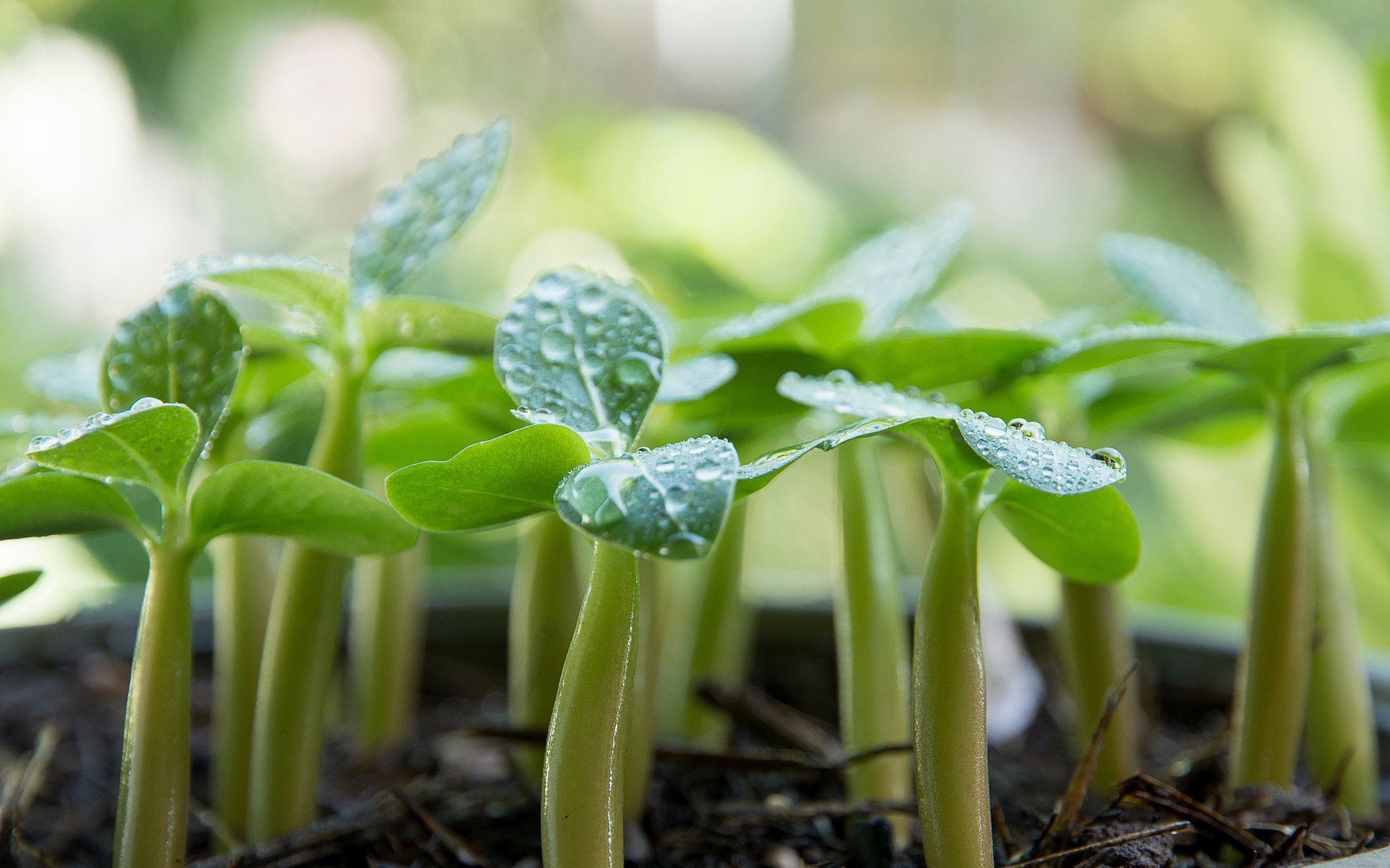 [原文:夏天的植物生长有什么特点]