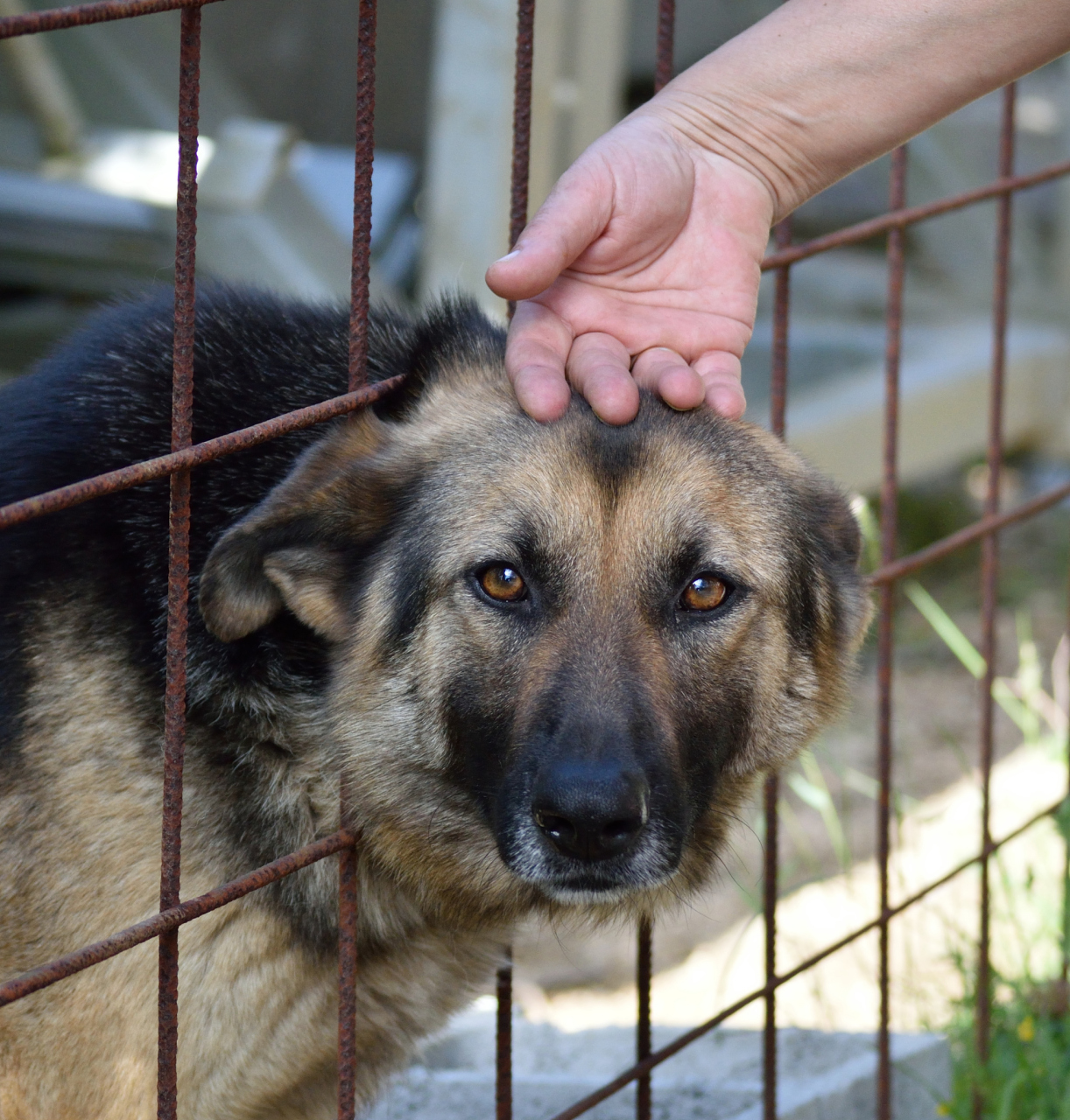 郑州市建成区内禁养的烈性犬种类:藏獒,牛头梗,秋田犬,德国牧羊犬