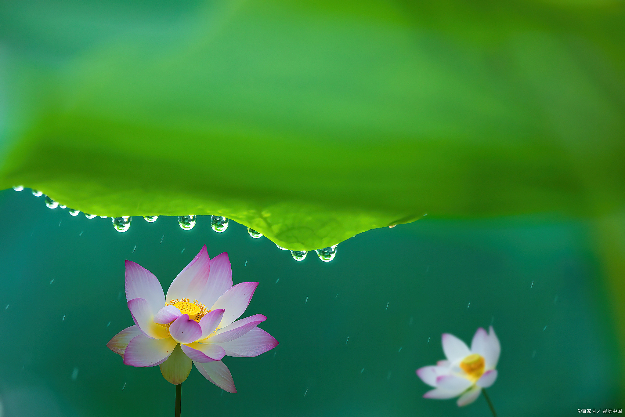 古诗词里的雨荷有多美微雨过小荷翻