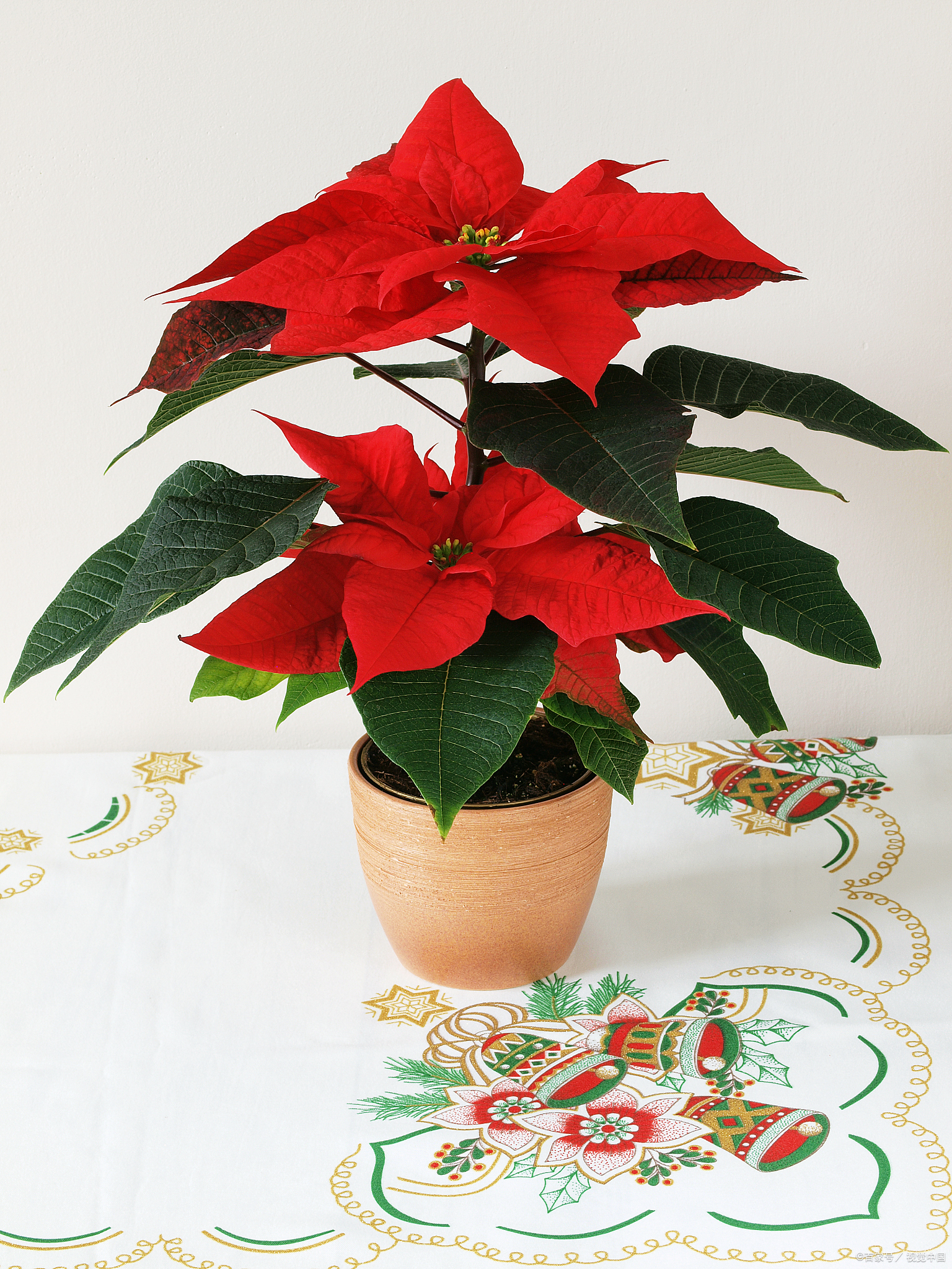 说真的,自从我把这小 一锴虢颐 ,感觉整个家里的风水都变了,好运