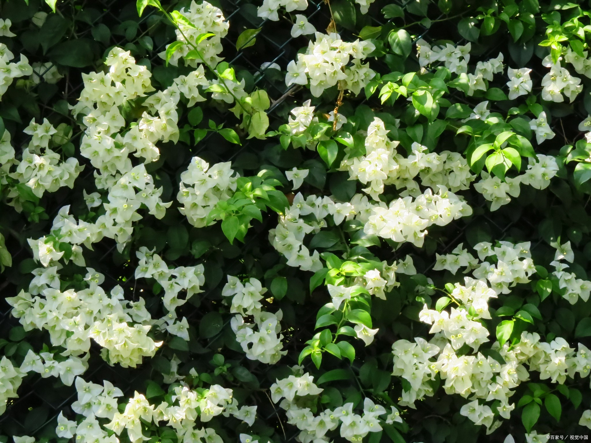 这种爱爬树的风车茉莉花能祛风通络,花盛开时像风车,远观如茉莉