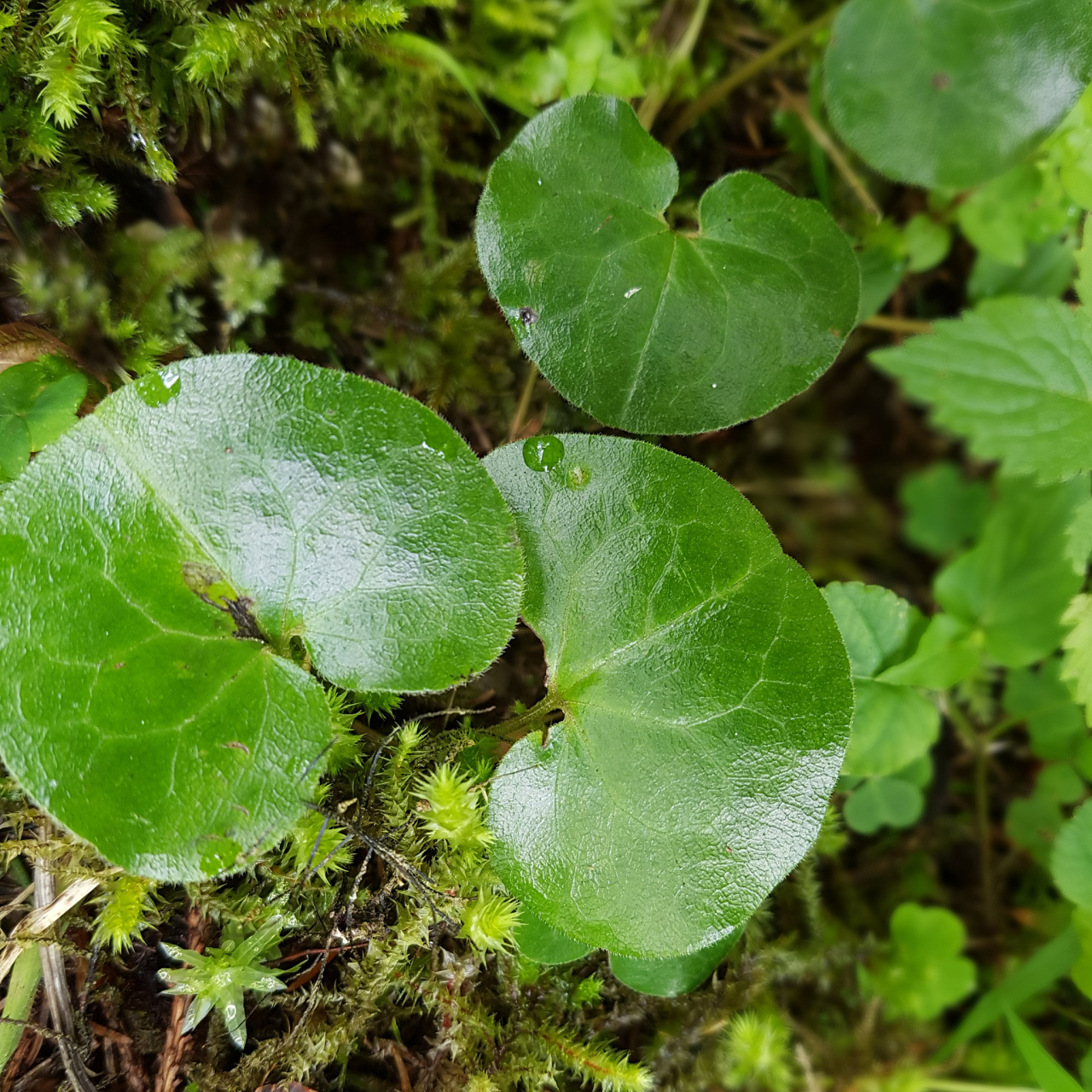中药金钱草擅治疗尿中夹砂,尿中带血,排尿中断,尿痛结石【仅供参考】