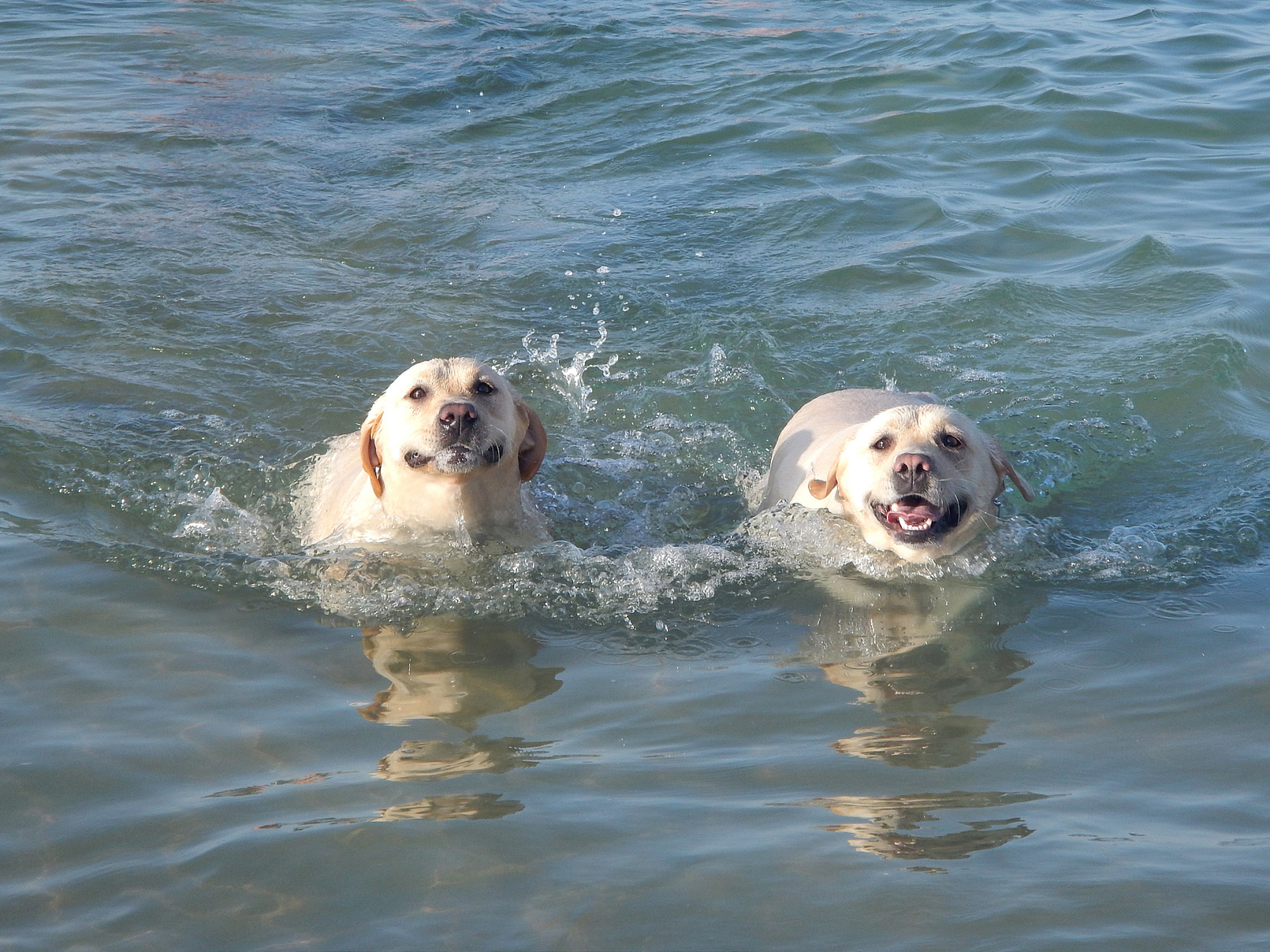 近日,在一次洪水中,两只狗狗被冲走了,可是它们幸运