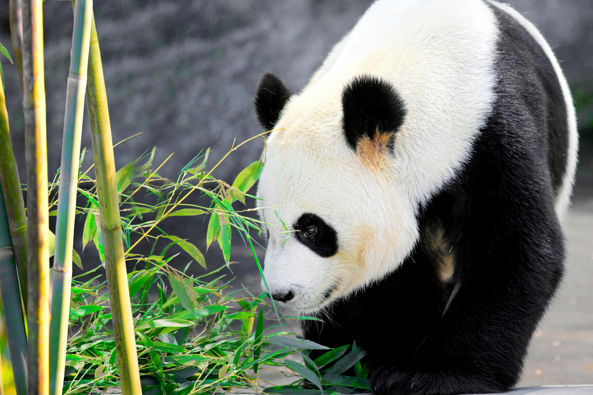 今天我们要来聊聊一个非常有趣的话题,那就是为什么熊猫总是在吃竹子.