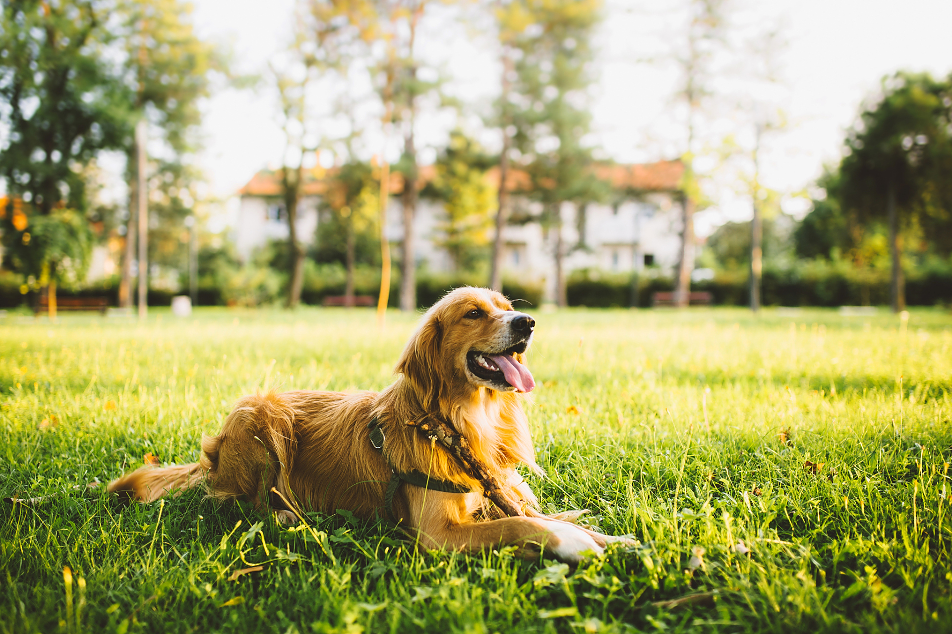 96狗狗乐园:汪星人的日常趣事98 98早晨,太阳升起,小狗狗95在