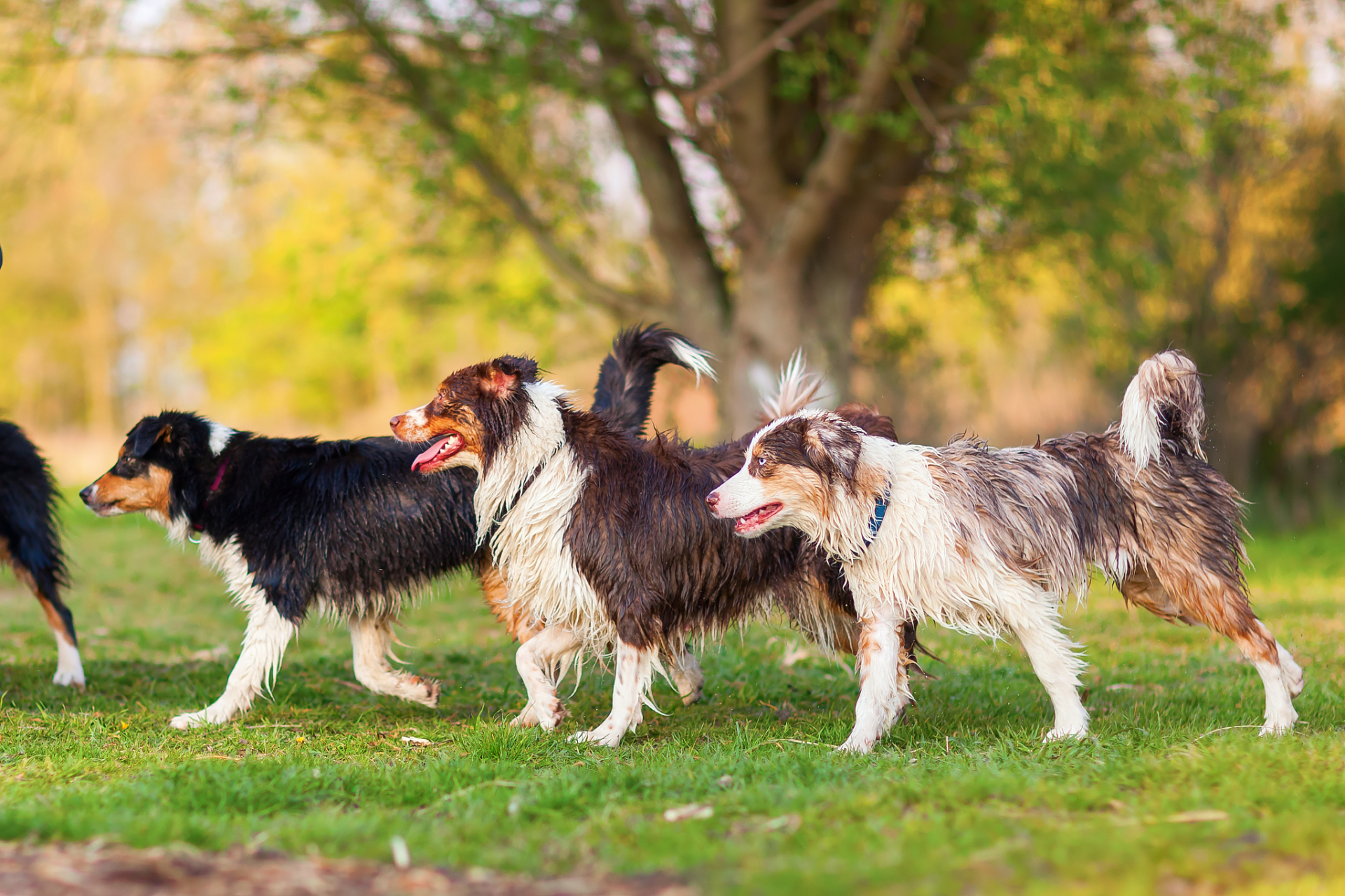 牧羊犬因天生群体本能成为羊群领导者,通过行为,外貌,声音控制赢得