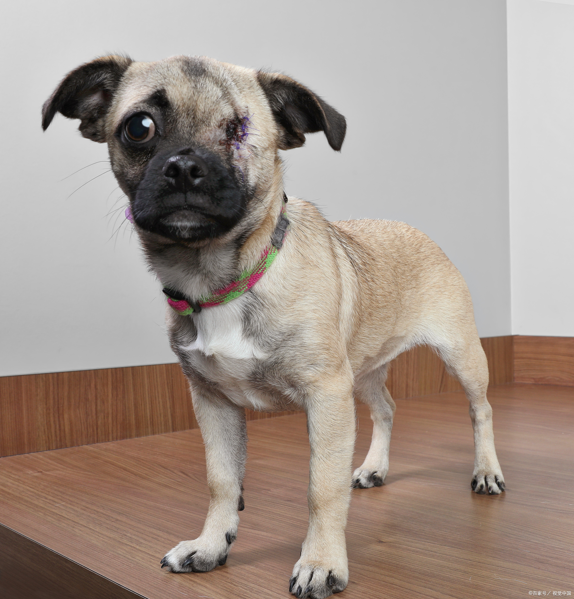 近年来,越来越多的宠物爱好者开始选择饲养巴仙吉犬(basenji).