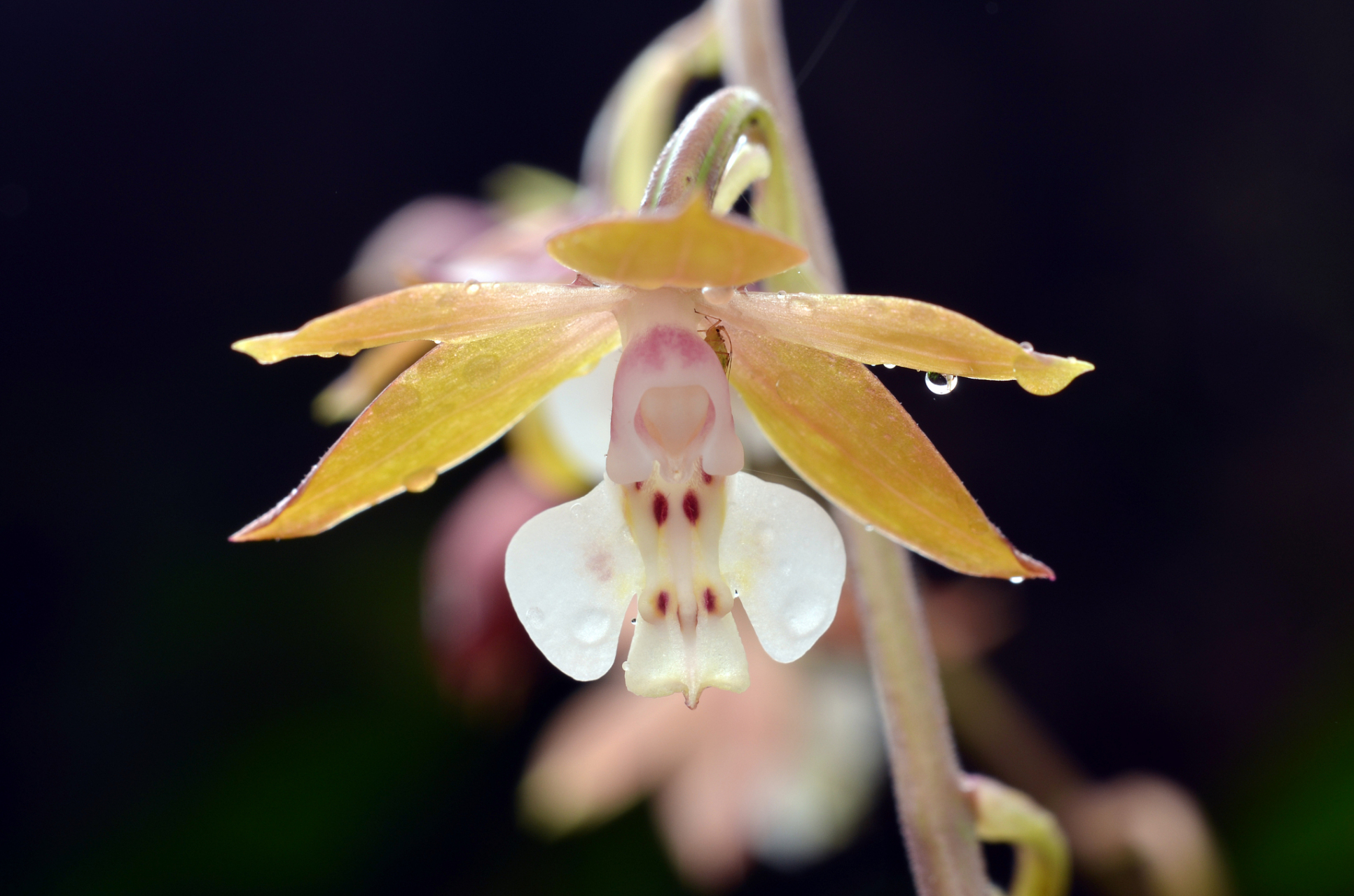 猴面小龙兰是一种小型附生兰,高度约30-40厘米,具有短小的匍匐茎和