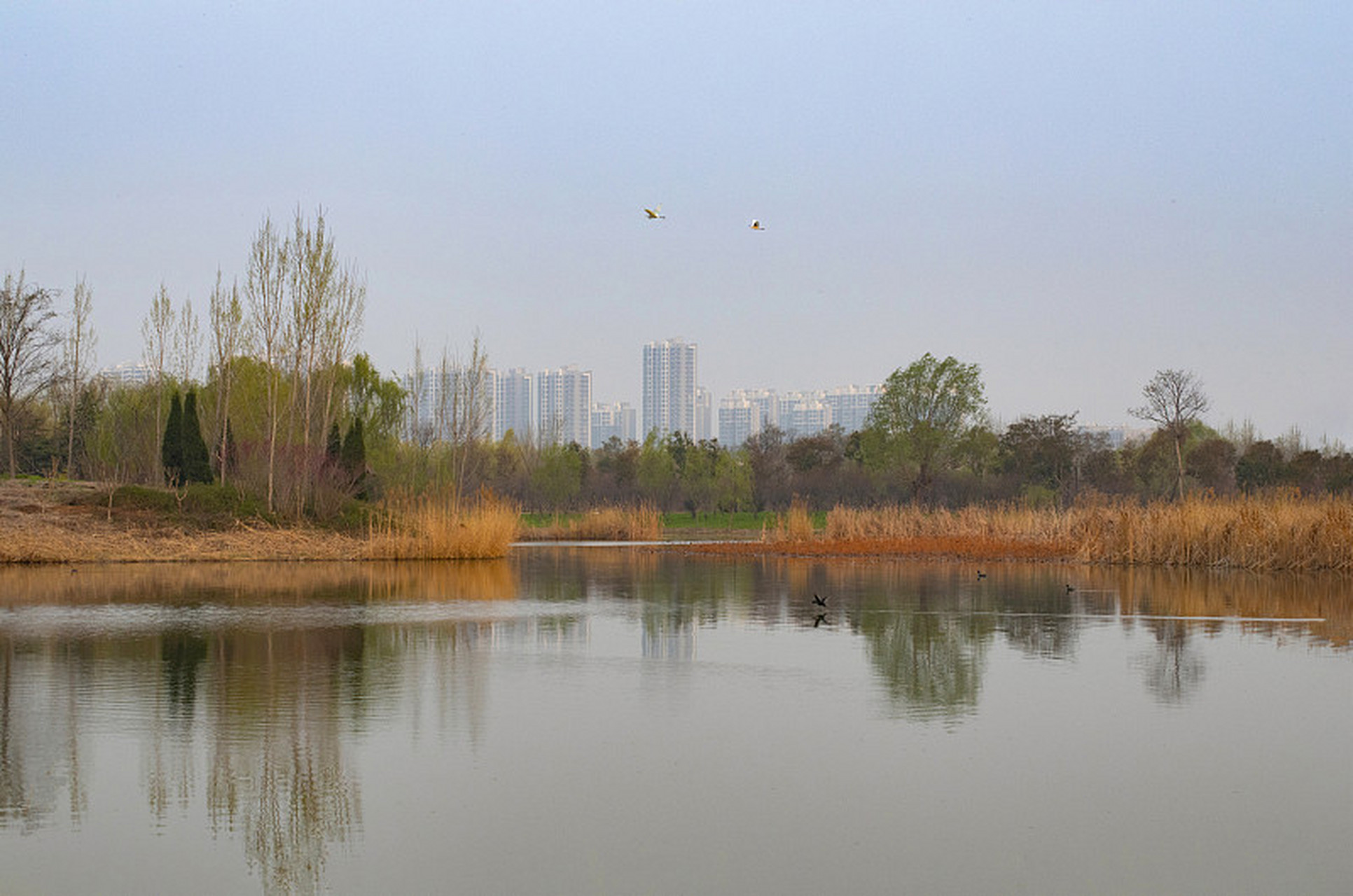 郑州雁鸣湖图片