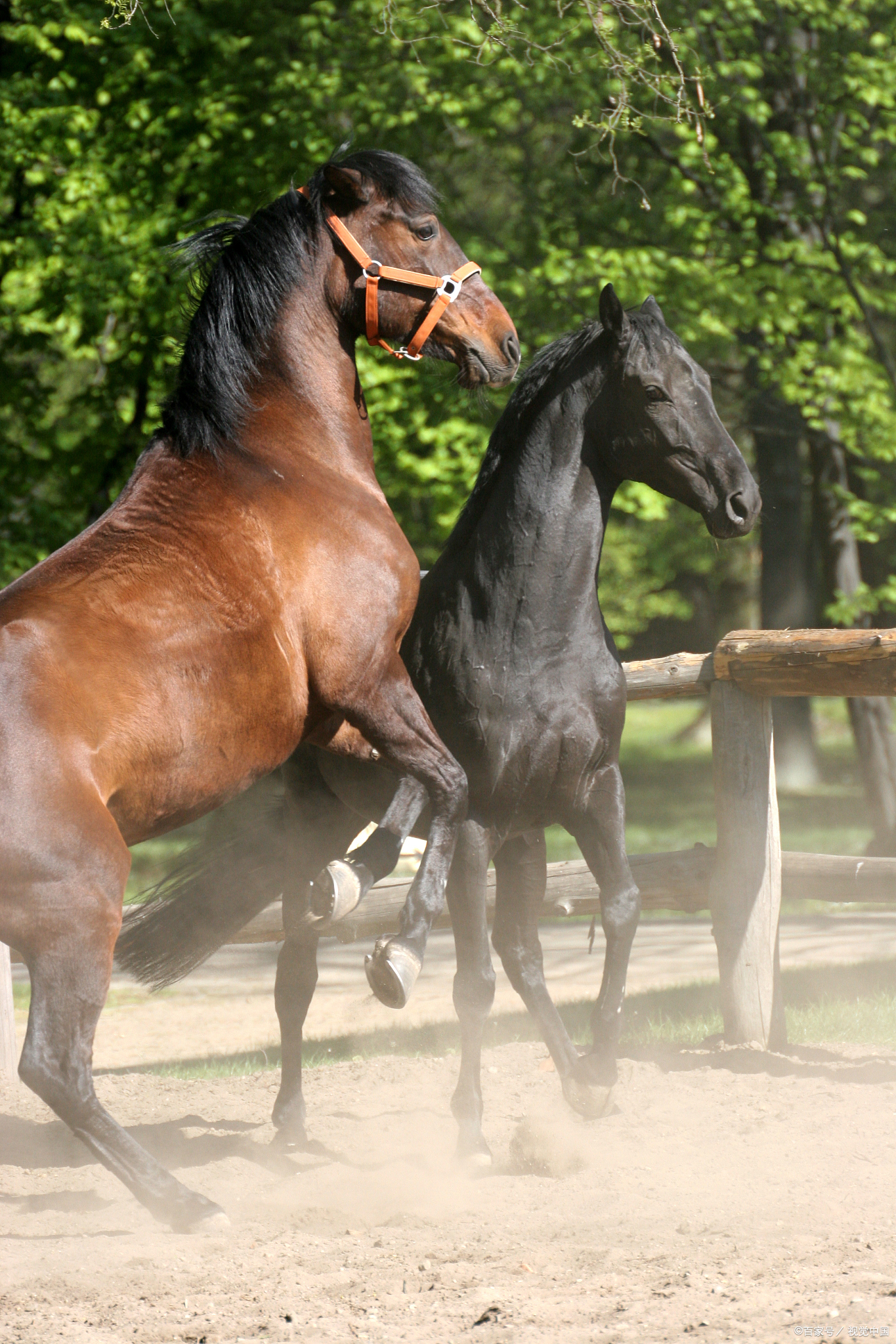 红军开始长征时,胡奇才将军骑的是一匹又瘦又小的马