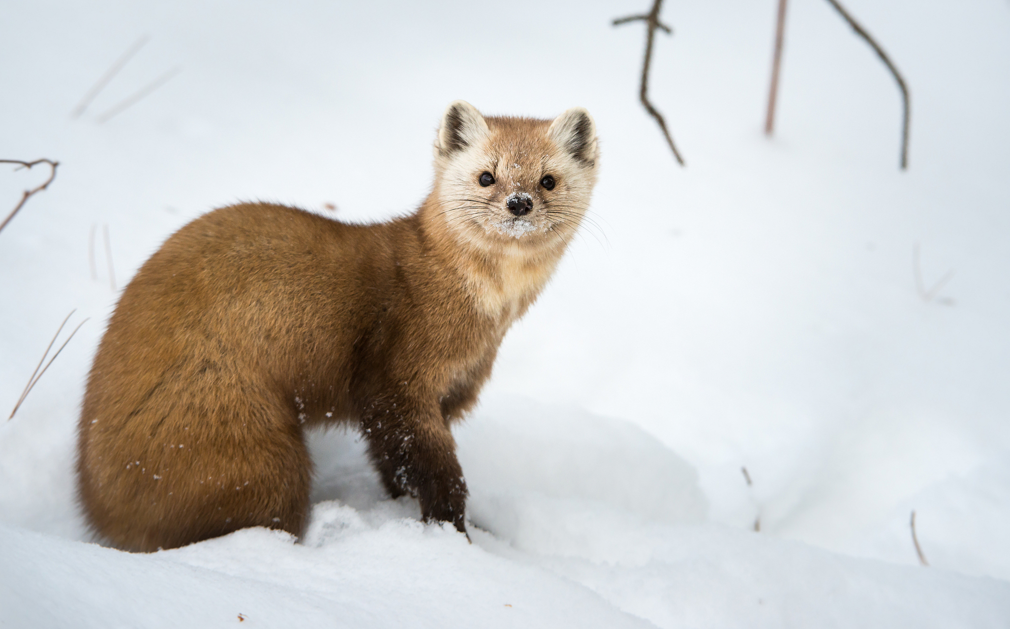 紫貂现身长白山!