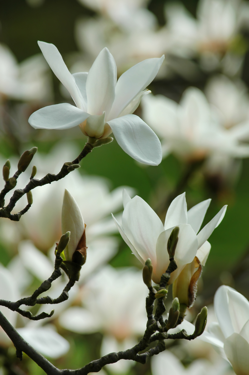 94木兰花开,香飘四溢!作为一个.@三农密码本的动态