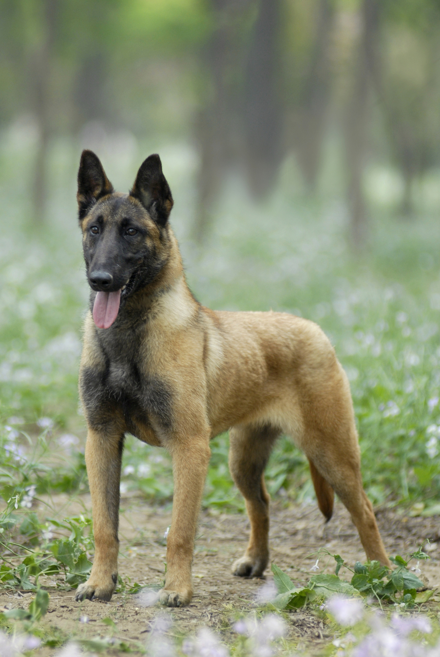 百家新收益# 马犬是一种广泛用于警犬,搜救犬,导盲犬,牧羊犬等工椎哪