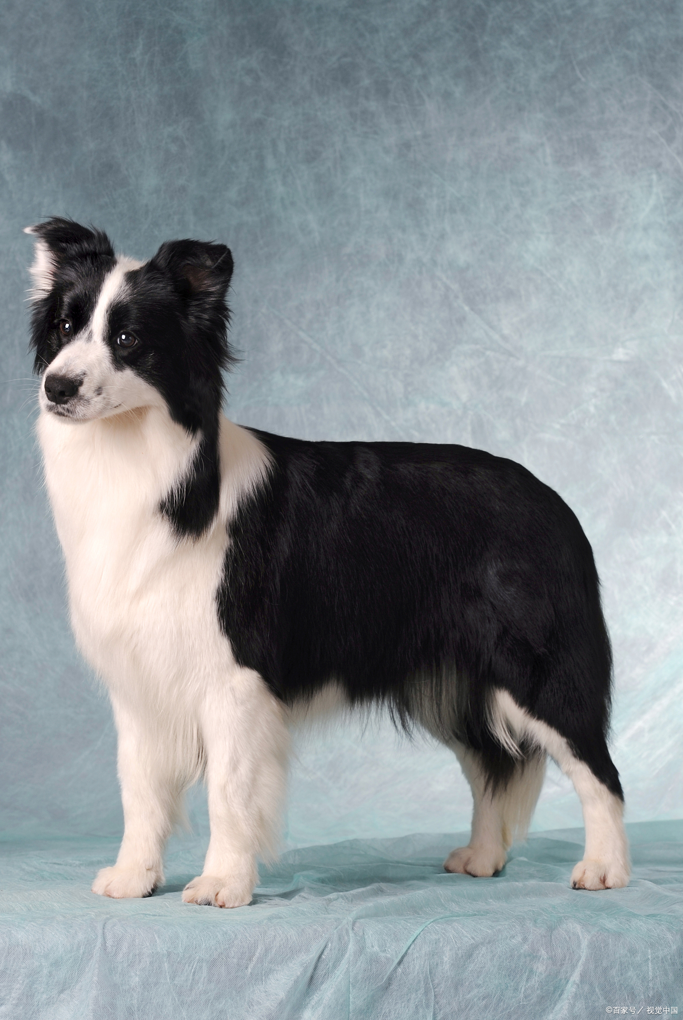 边牧犬的寿命通常在12到14年之间