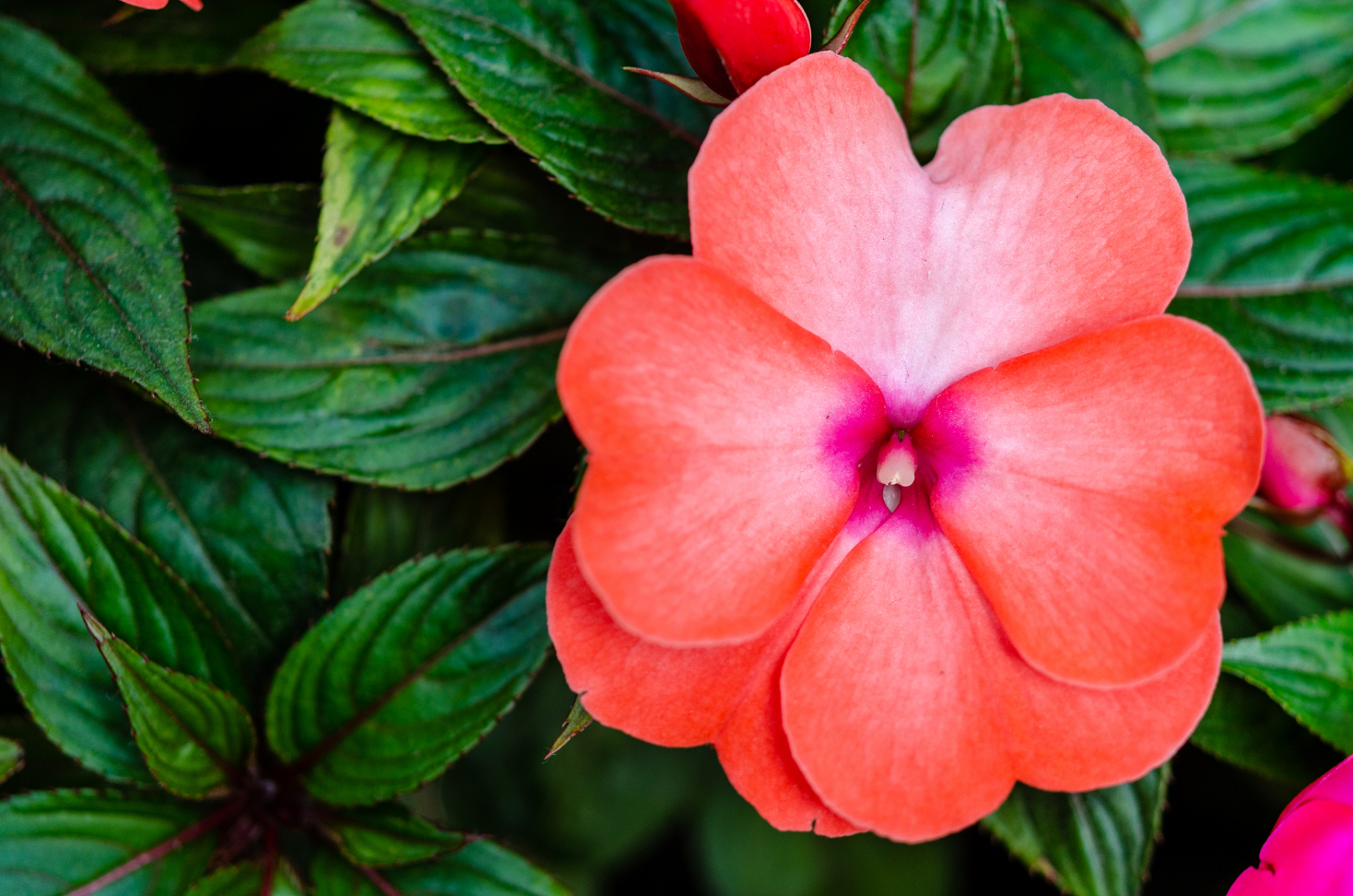凤仙花的颜色十分丰富,包括红,粉,黄,白等多种颜色,极具观赏价值