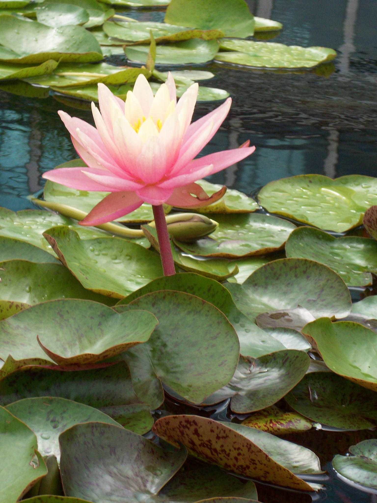 睡莲#  睡莲,作为水生花卉中的佼佼者,其优雅的姿态和清新的花色墒苘