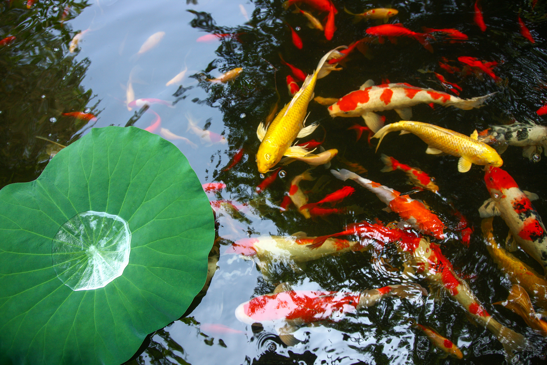 荷花池塘鱼图片