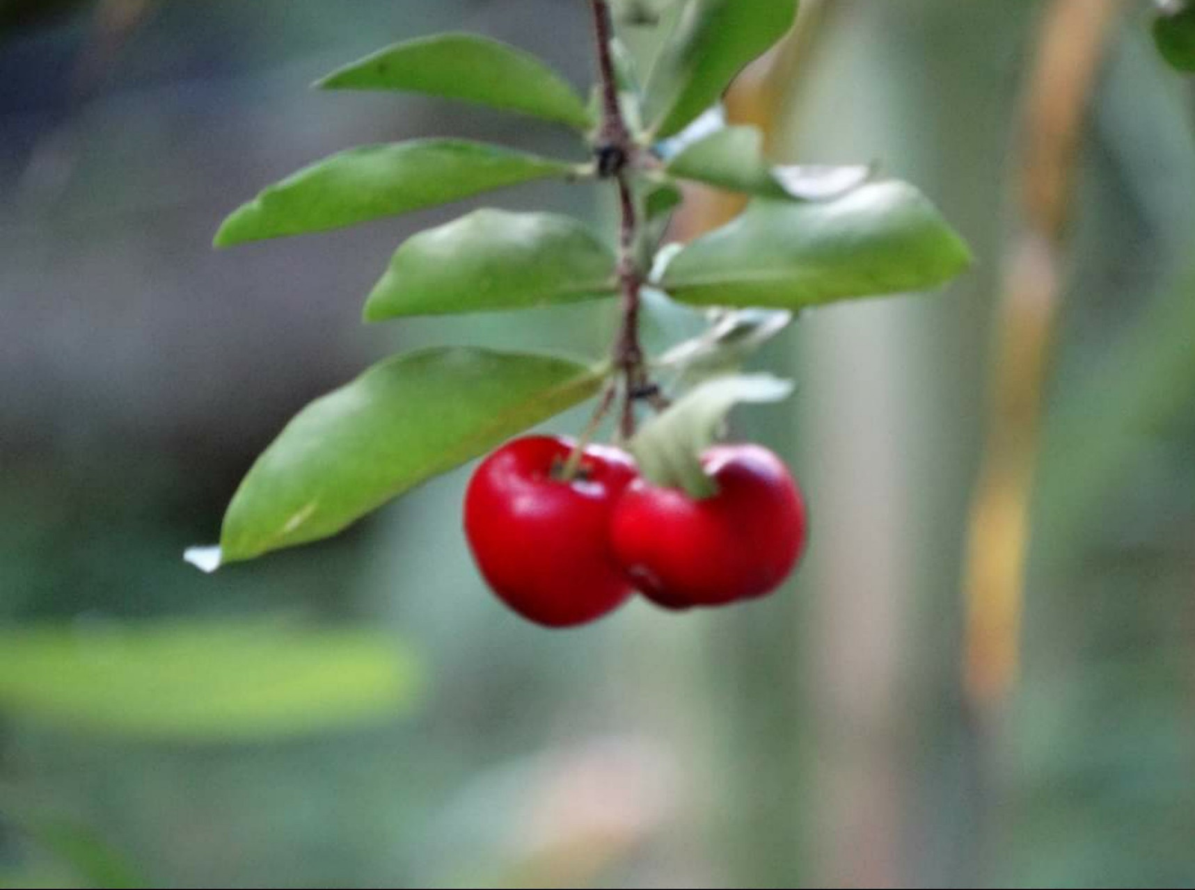 代表爱情的红豆是一种名为海红豆植物的种子,在古代男女相爱会互相
