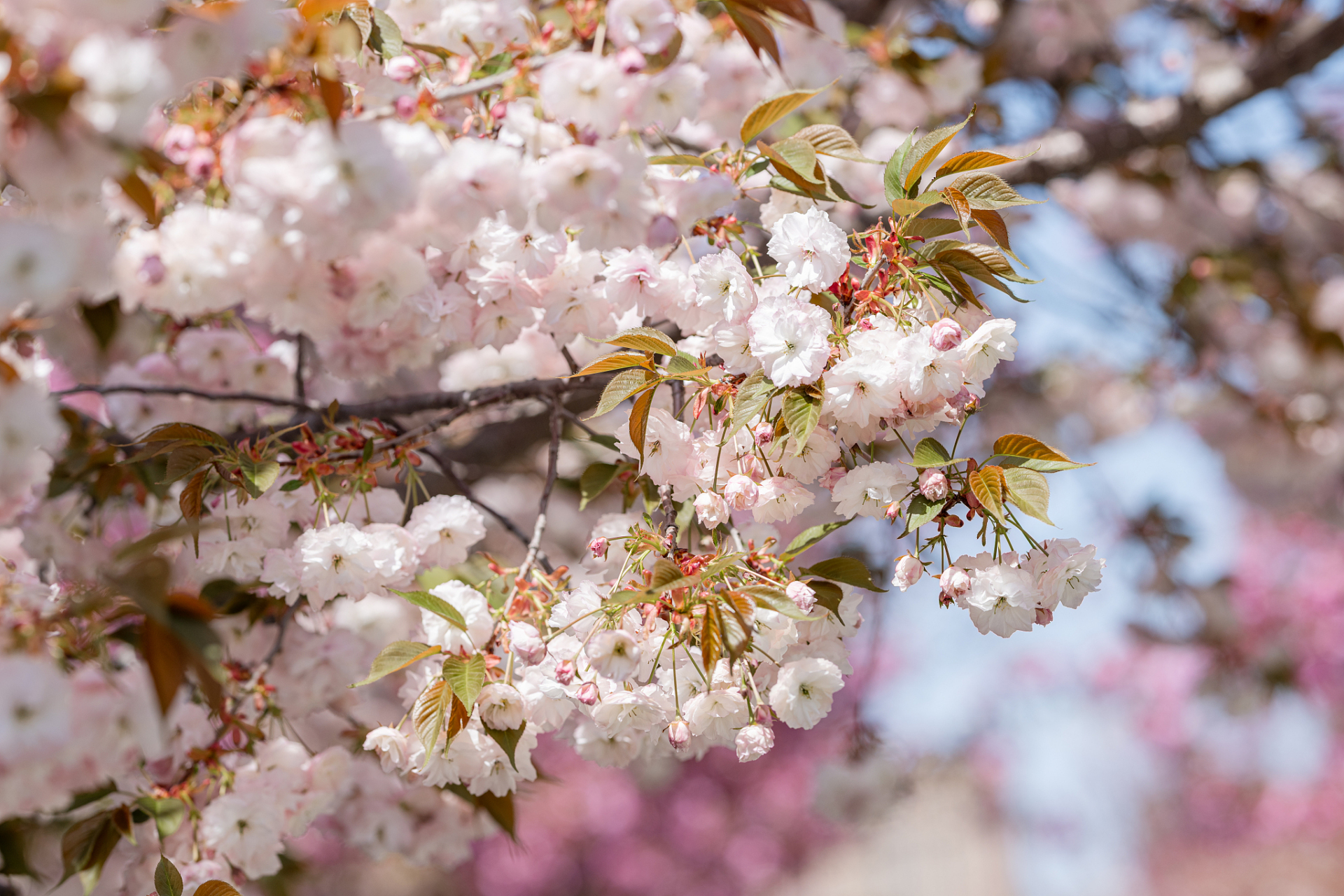 在重庆南川区大观镇,数万株樱花竞相绽放,粉色花海如梦如幻,吸引大批