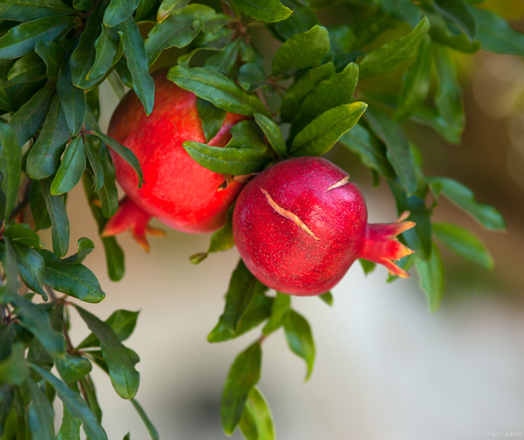 石榴,这个古老而神秘的水果,你了解它吗?