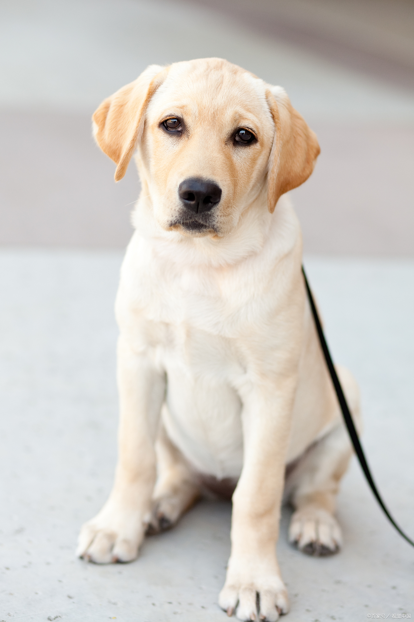 本文将从专业的角度深入解析拉布拉多犬常见的四种颜色,探讨它们的