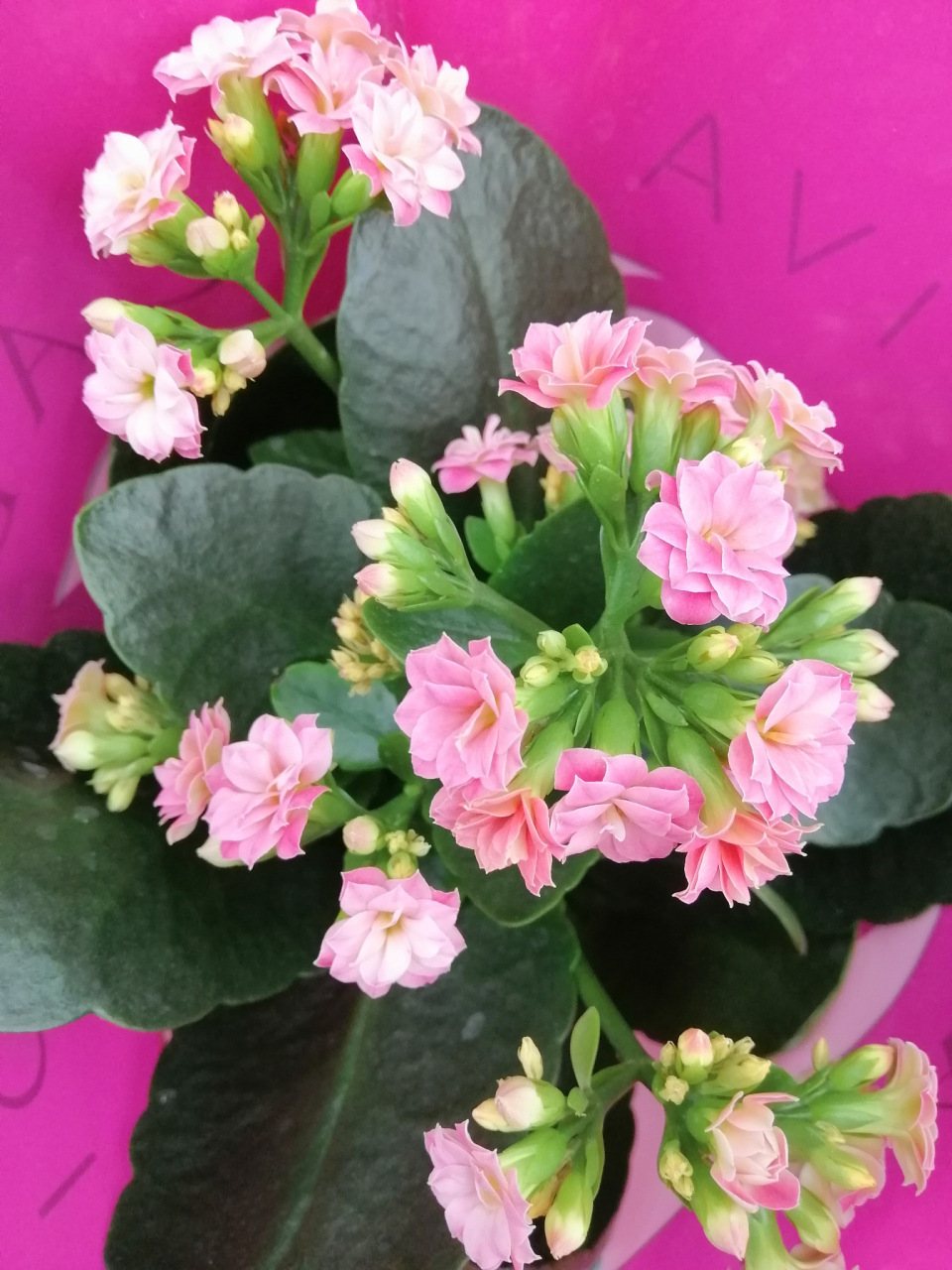 长寿花"罗伊"以其大花型,多色花及坚韧生命力引人瞩目.