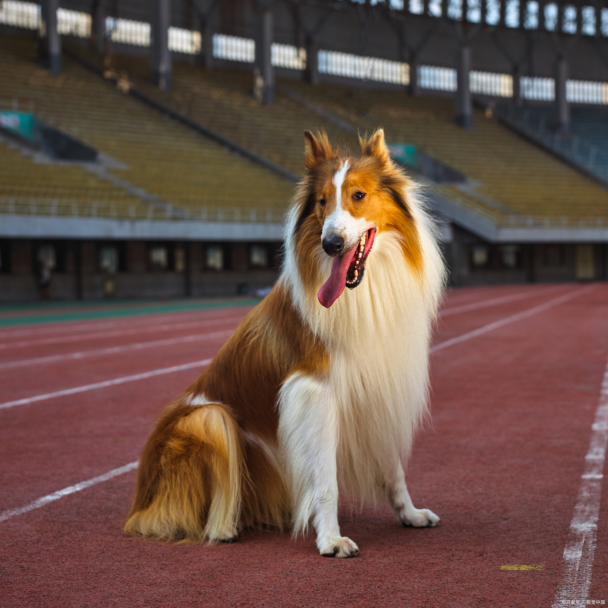 苏格兰牧羊犬狗狗们就像是你的贴心小棉袄,用它们那温柔和关怀的心,为