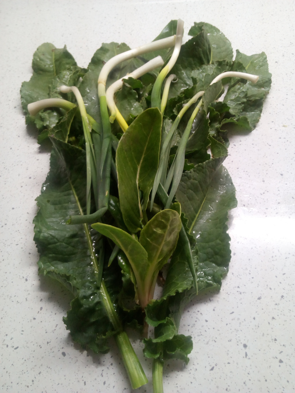 首先,去郊外或者山上采摘新鲜的白子菜.