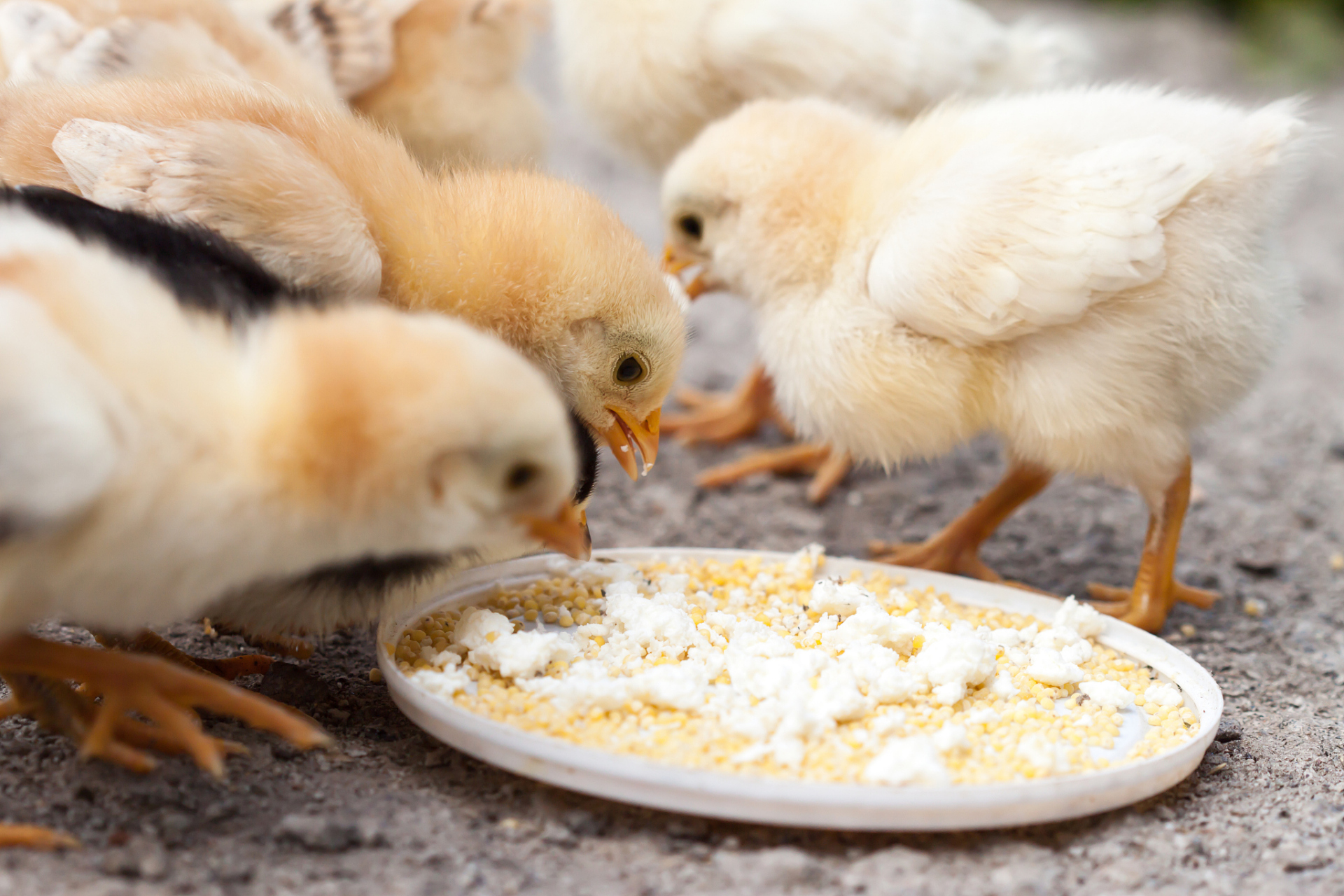 首先,刚出生几天的小鸡建议投喂小米而不是大米,因为小米更易于消化.