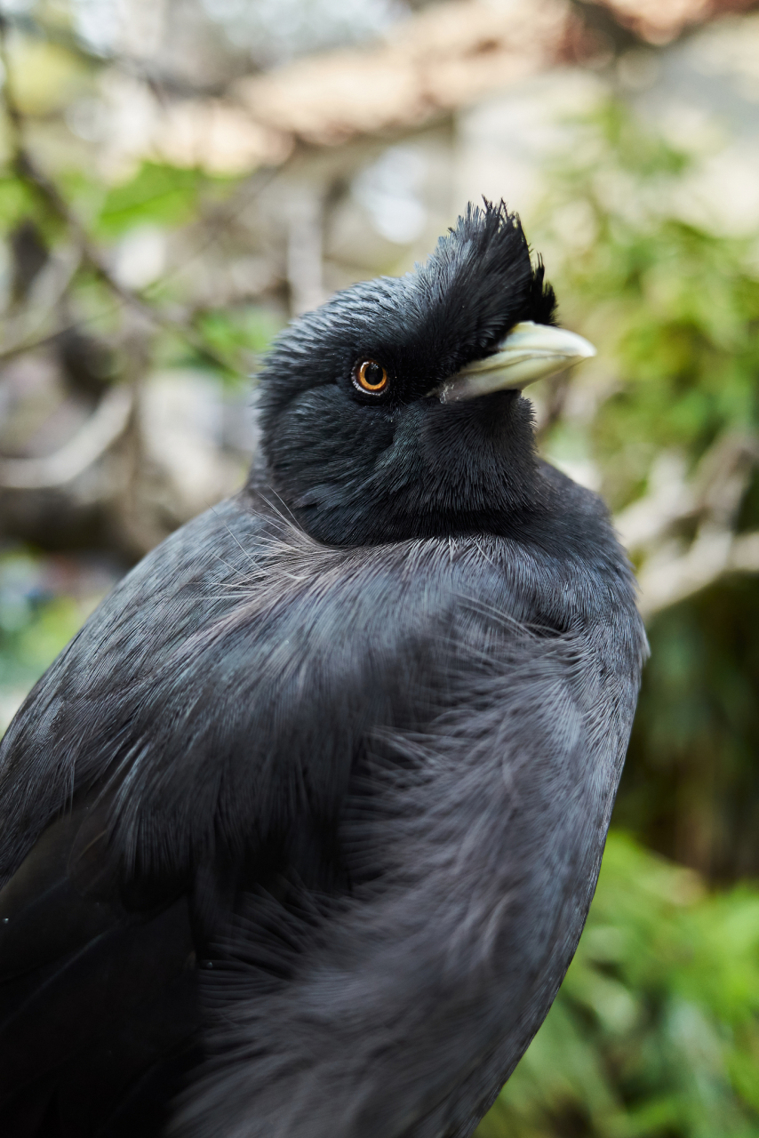 八哥和鹦鹉,虽然都属于鸟类,但它们并非同一种.