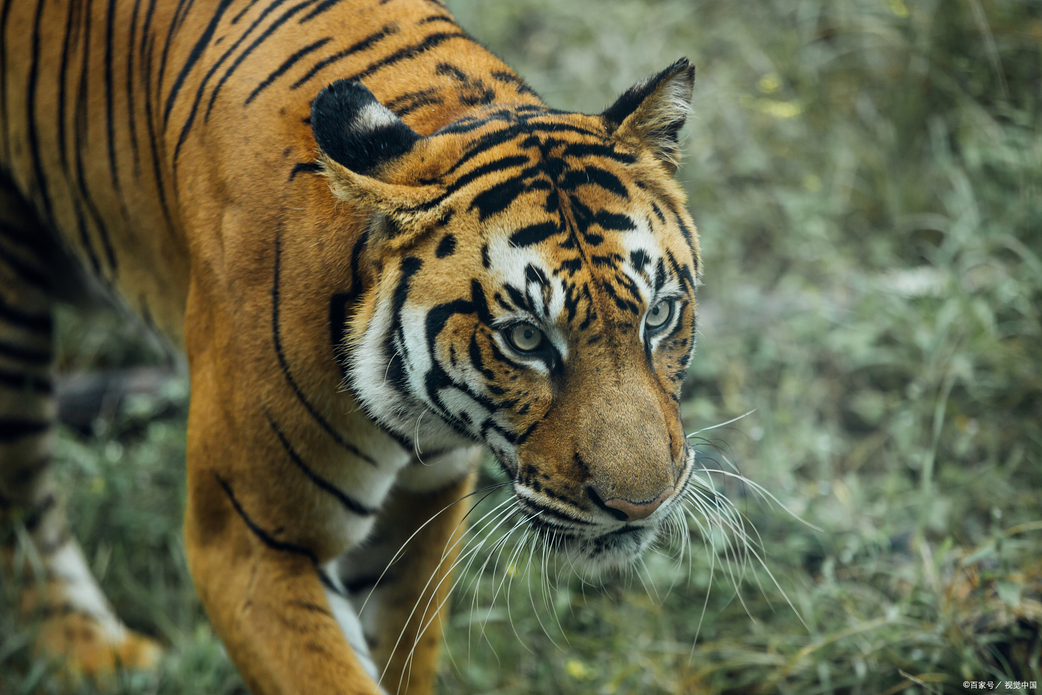唐僧取经第五难出城逢虎,长安城外第一难,寅将军作怪太白星解围