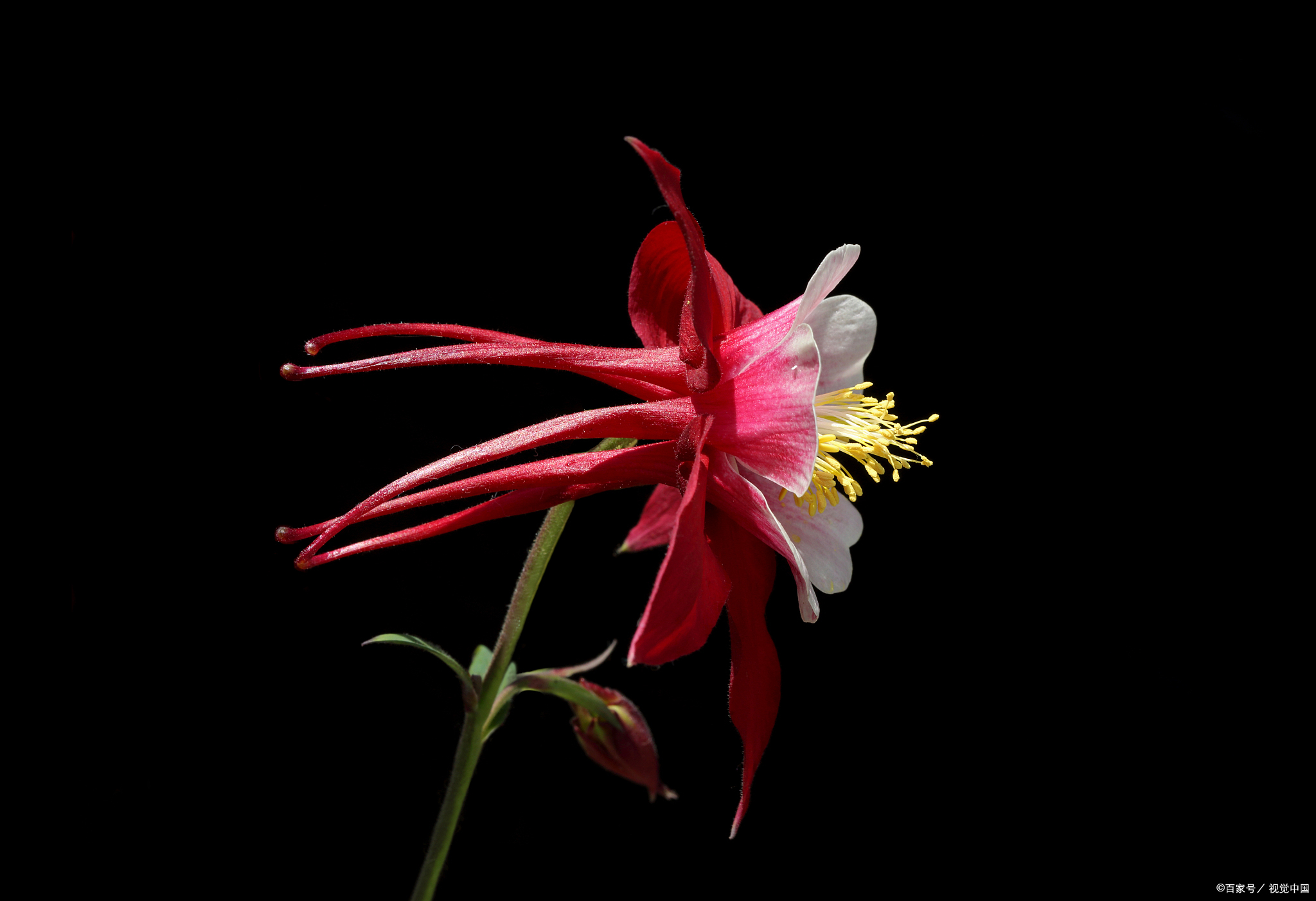"植物猎人"翻山越岭,只为一株珍奇的变异的耧斗菜