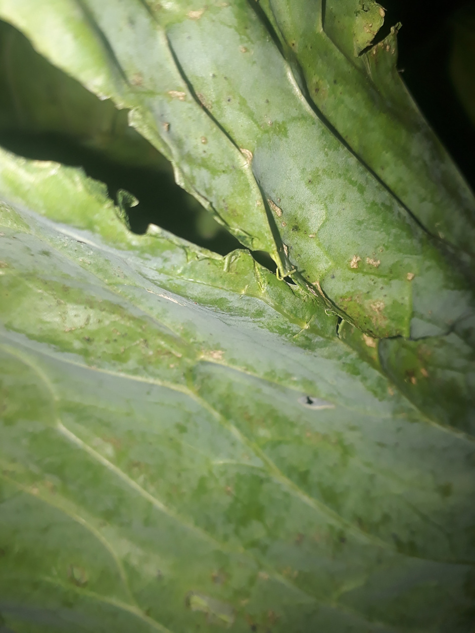 症状:大白菜软腐病又称烂葫芦,烂疙瘩,水烂等