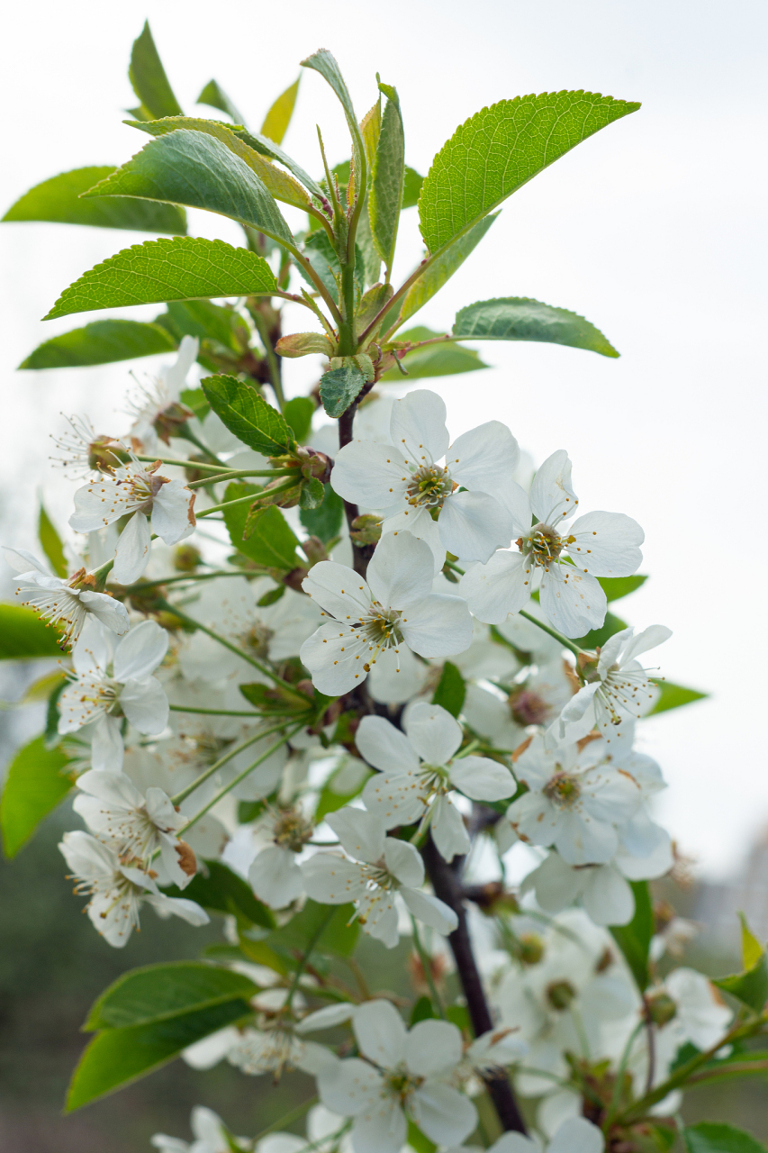 车厘子树(英文名:cherry tree)一般每年只开一次花