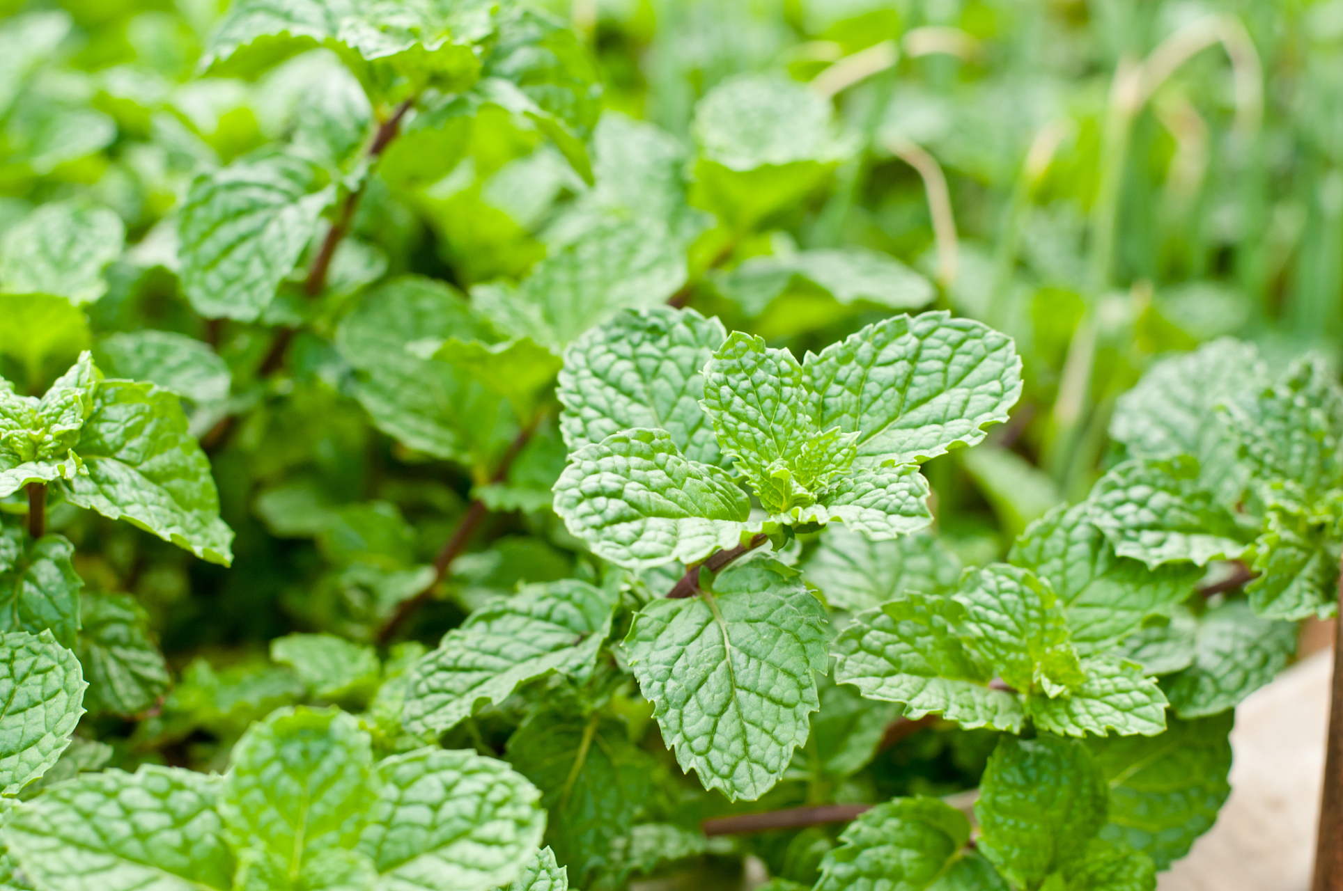 a:盆栽薄荷怎么养?