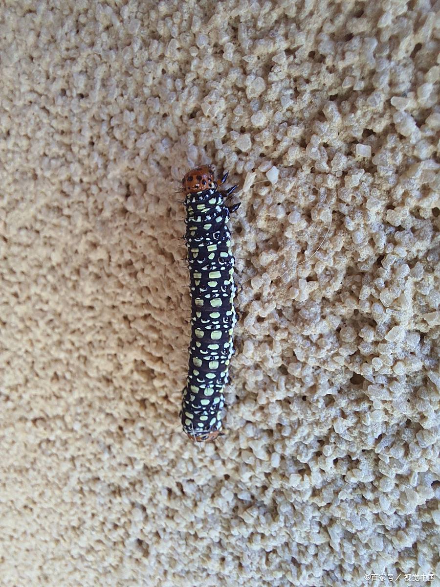 蠼螋,这种俗称火夹子的小昆虫,常常让人心生畏惧