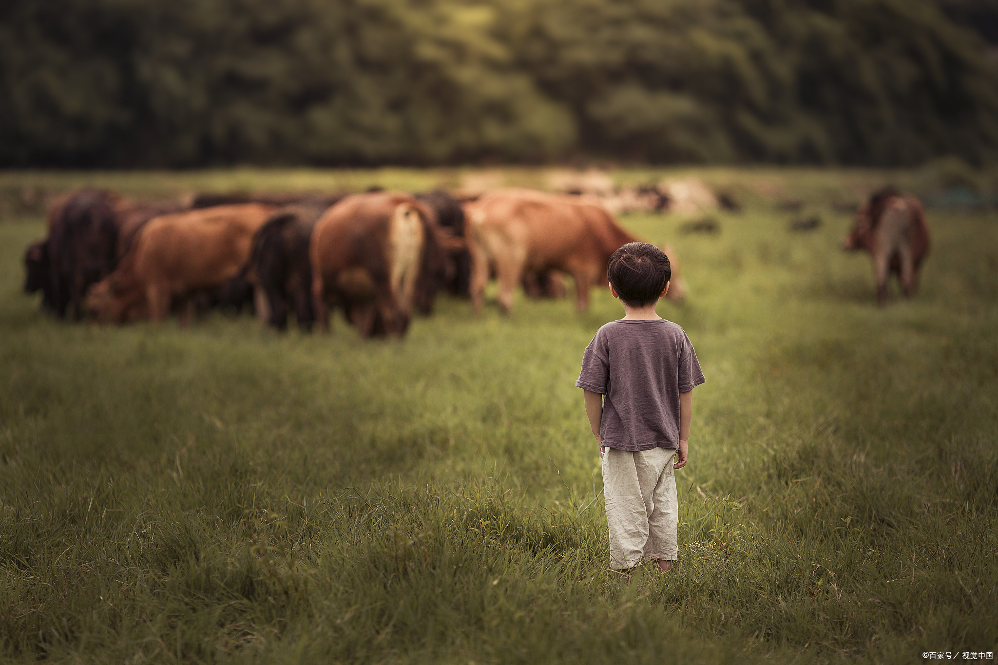 相关部门提出大力发展牛羊产业养殖户该怎么做
