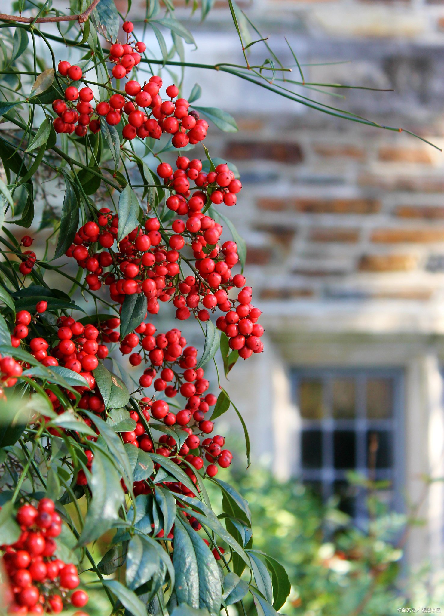 本草纲目,相思子的介绍