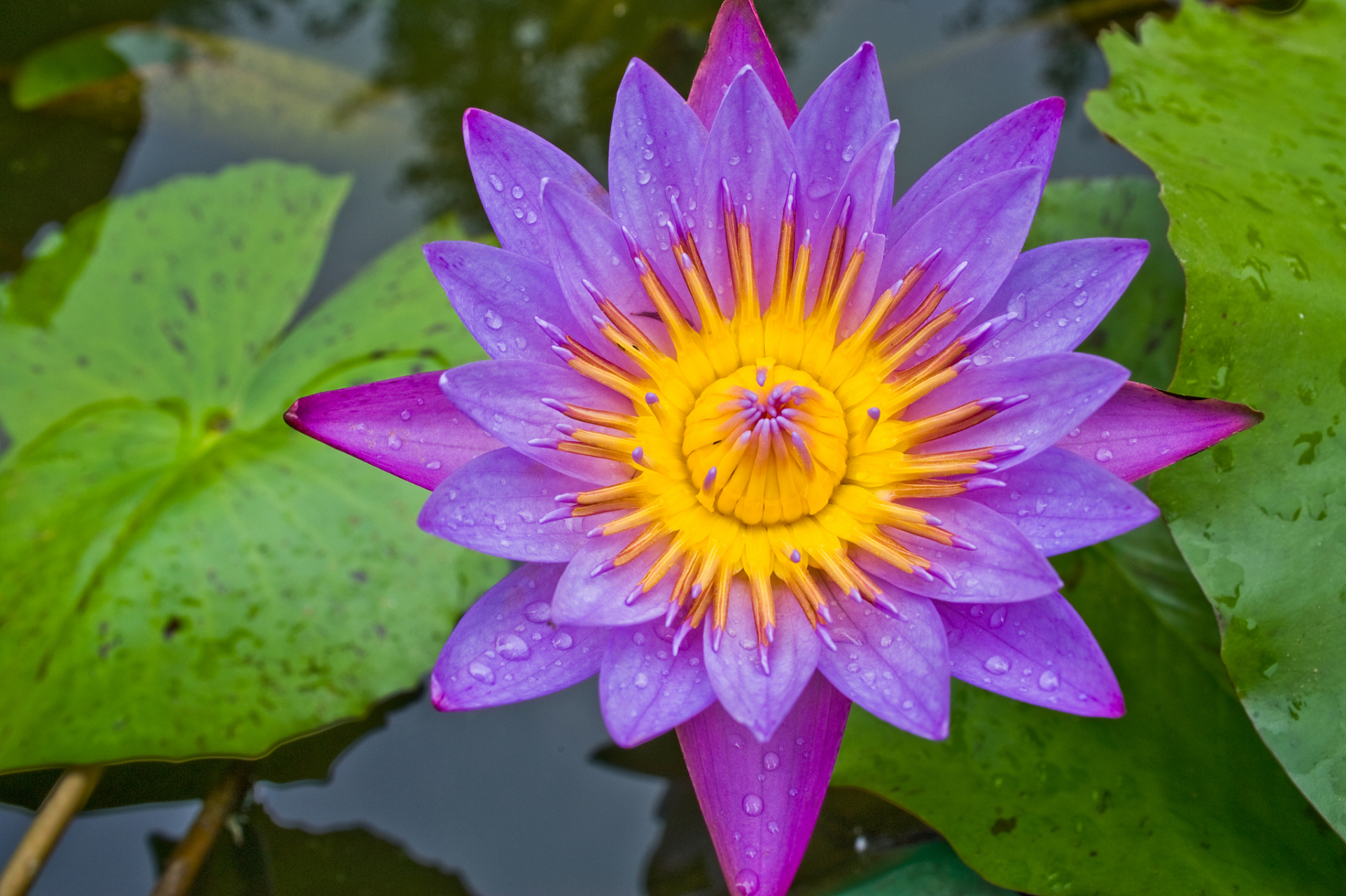 蓝莲花# #睡莲# 蓝莲花其实也就是睡莲,它是双子叶植物纲,睡莲科的