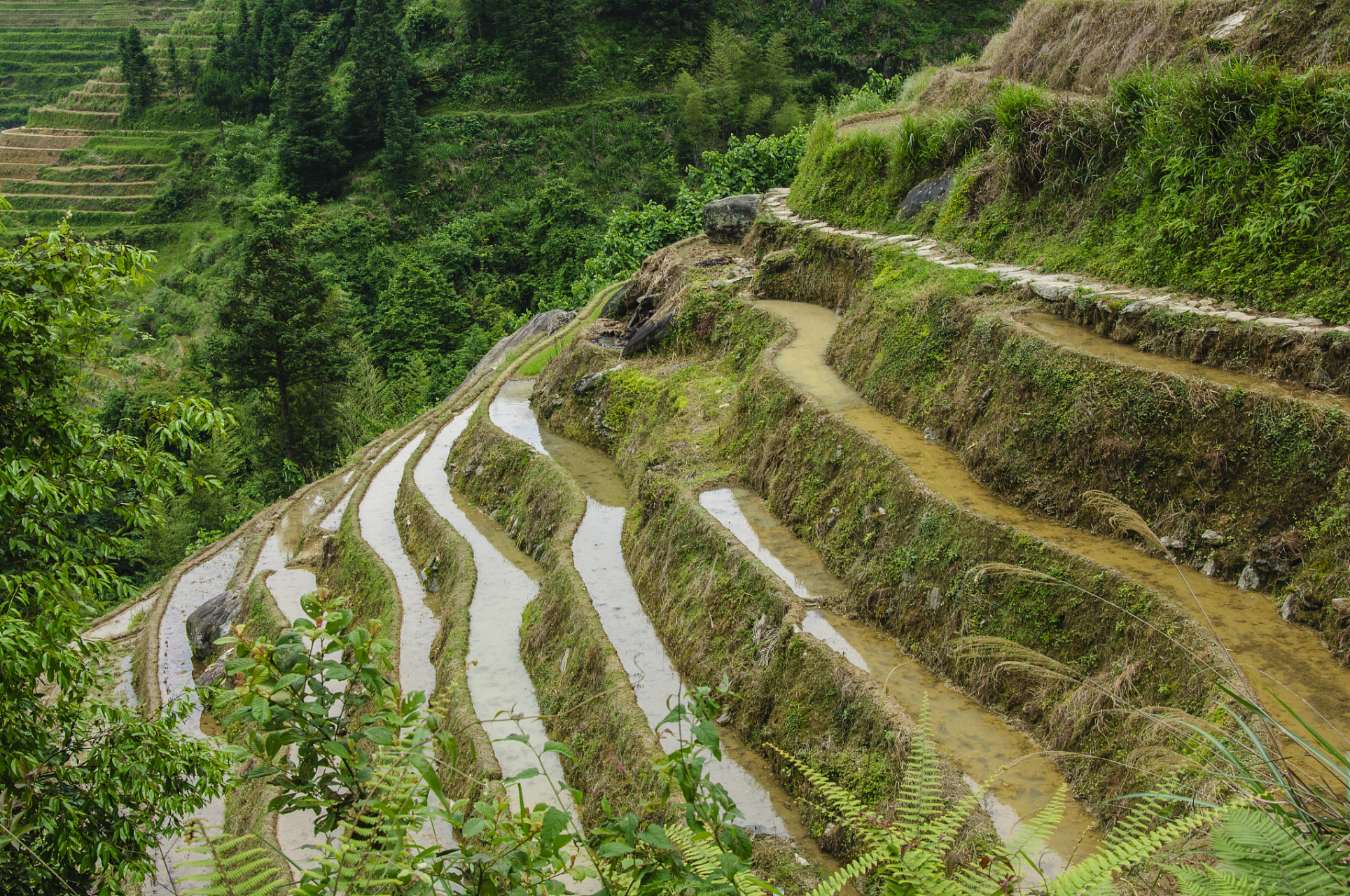 春天是龙脊梯田最美的季节之一,这时的梯田如同一块巨大的调色板,五彩