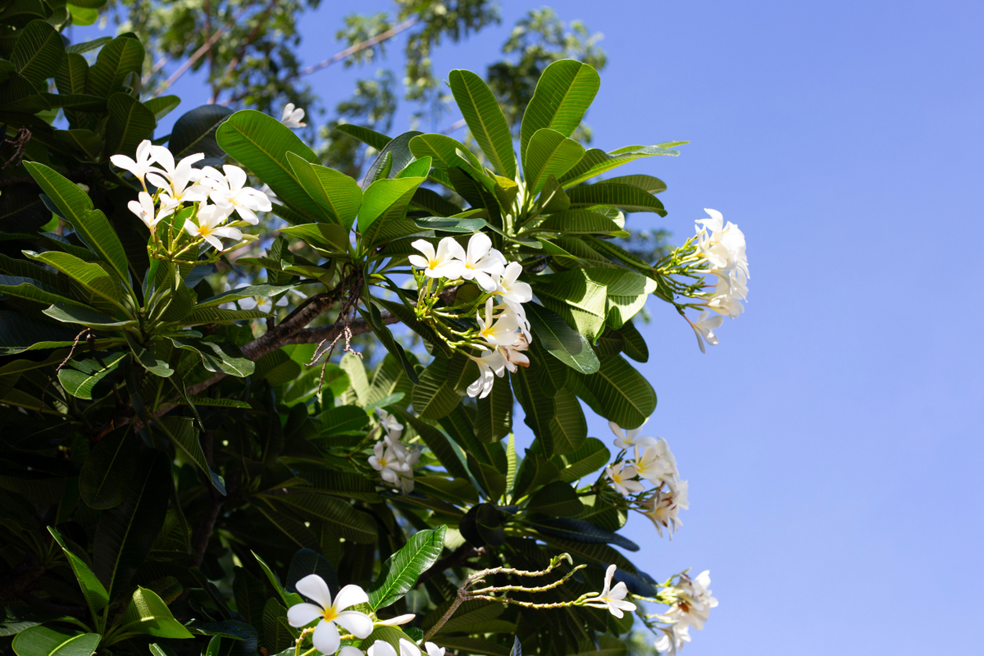 鸡蛋花能吃但不能碰,鸡蛋花属于夹竹桃科植物,具有祖传的有毒枝叶