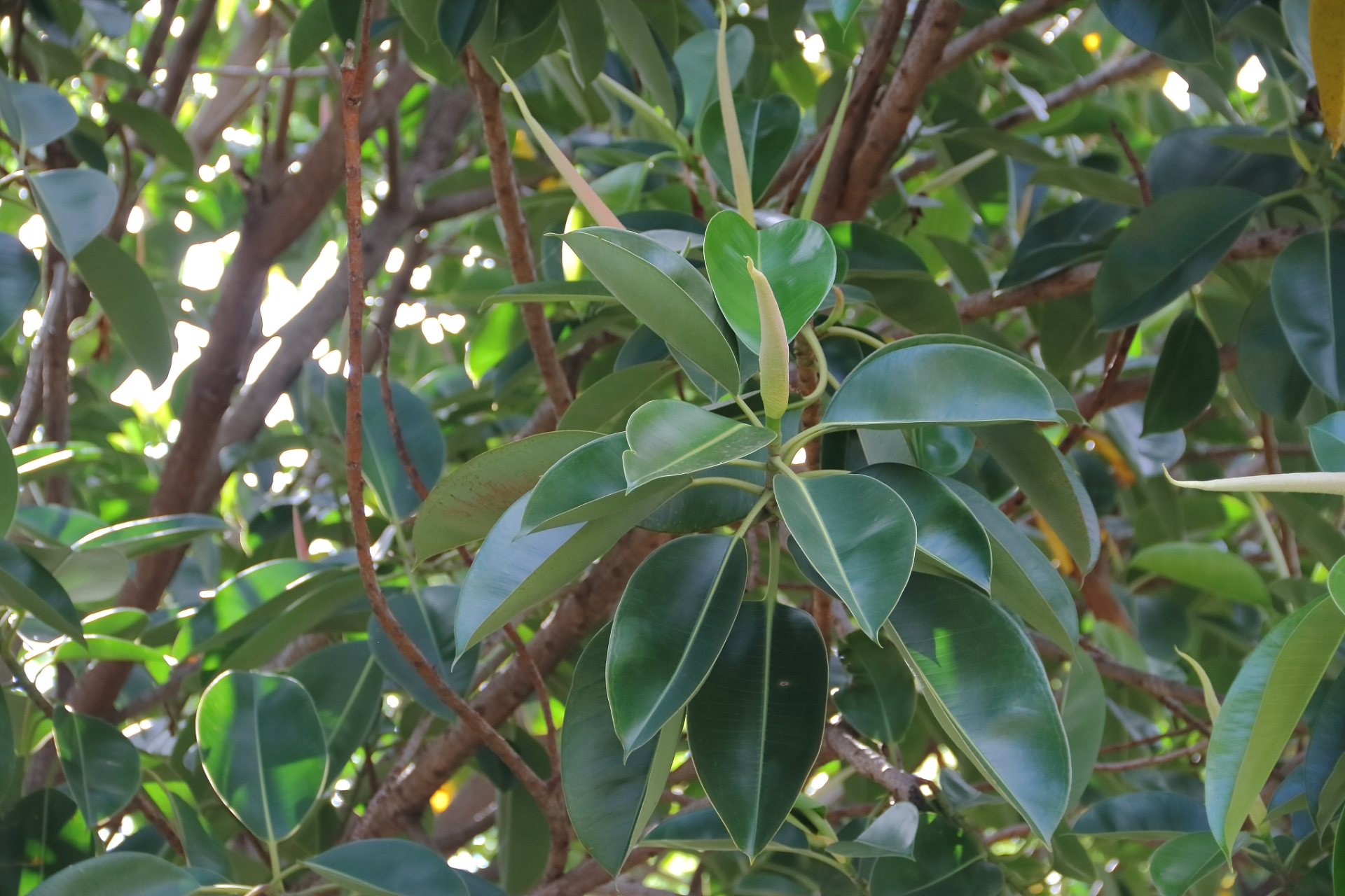 八角树,热带和亚热带常绿乔木,果实八角茴香是中餐的调料.