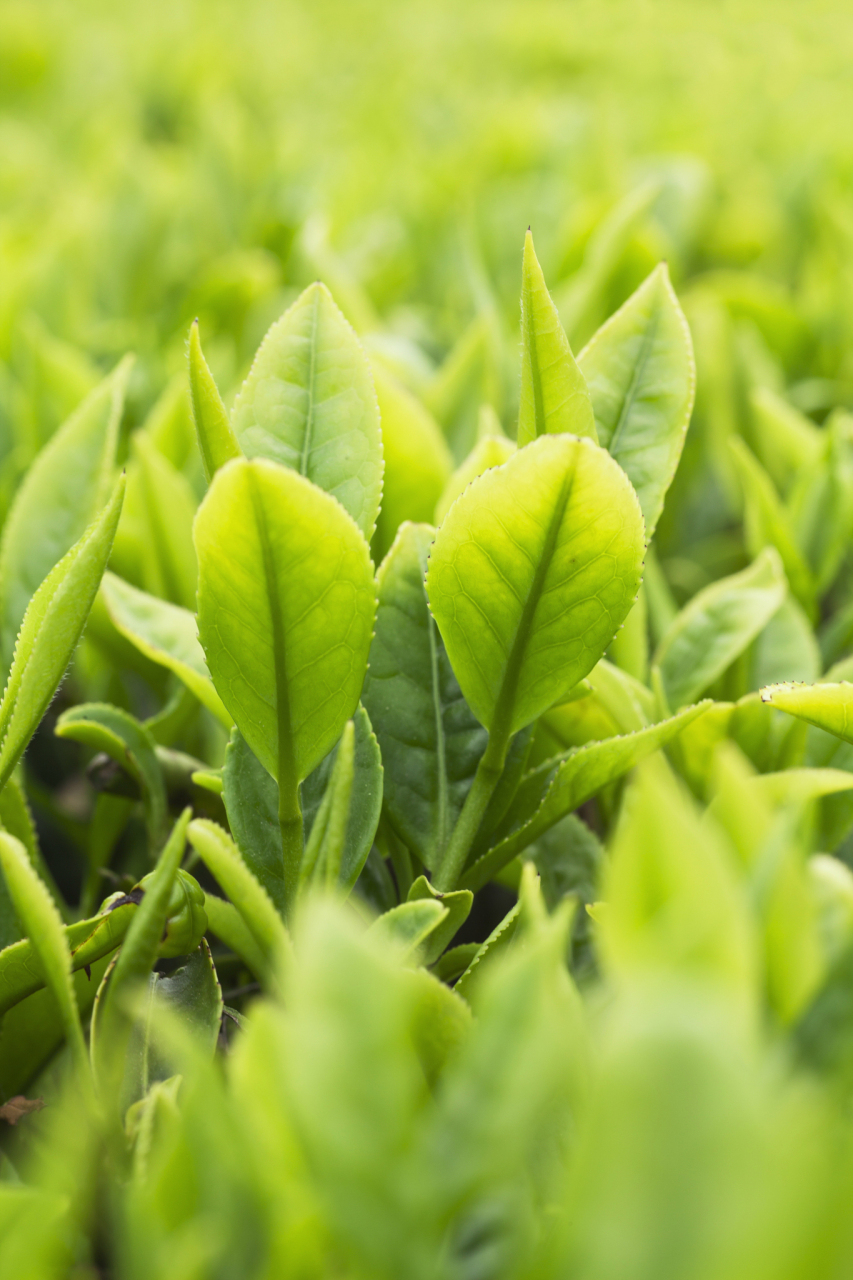 所以绿茶具有"三绿"的特点:干茶绿,茶汤绿,冲泡后的叶底也是绿色的