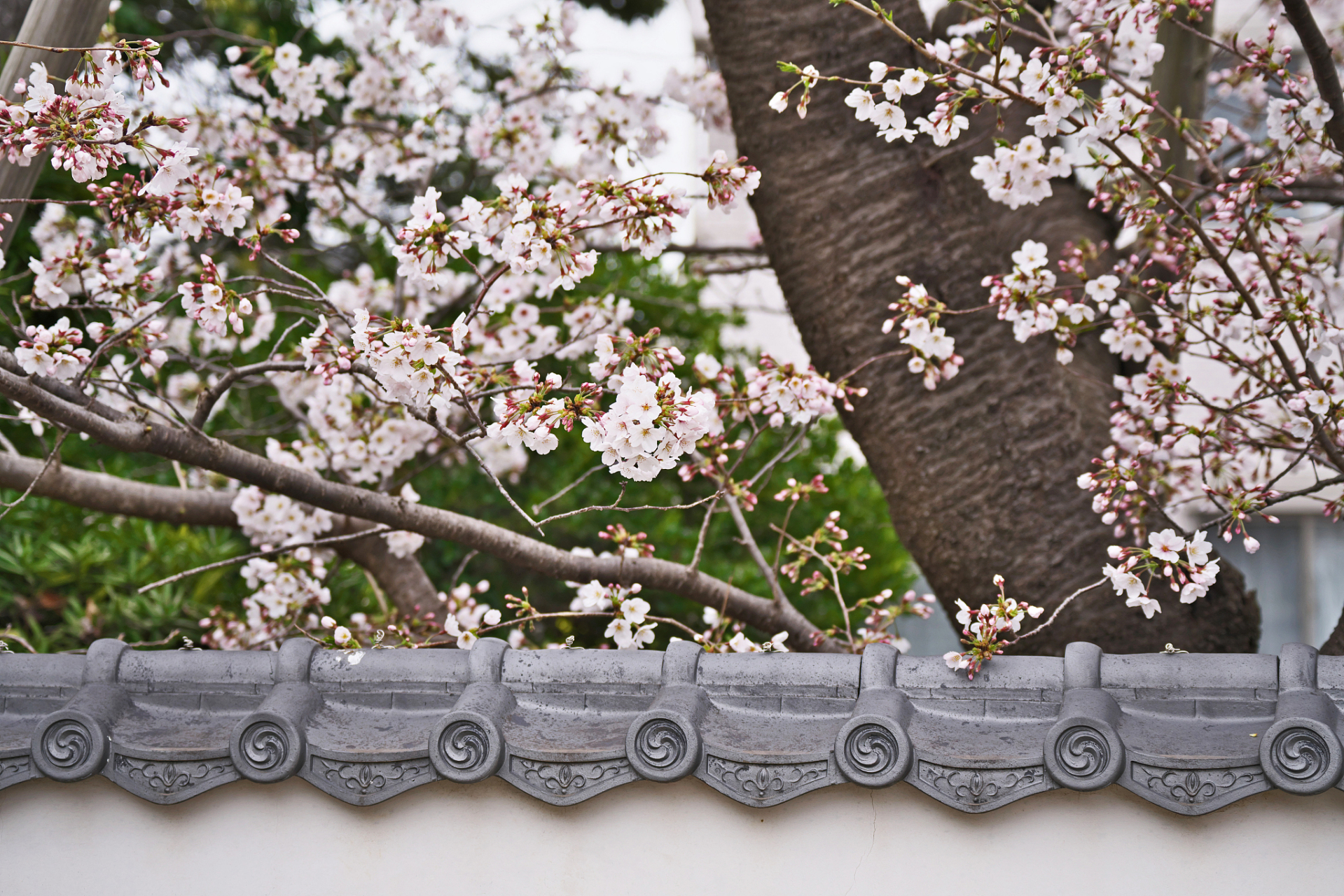 门墙桃李的意思及故事#我要上热门# #成语故事#  门墙:指师长之门