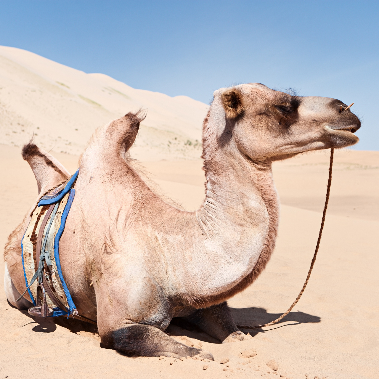 干旱荒漠中的生存高手,骆驼的超能力,揭秘骆驼为何能不喝水数周.