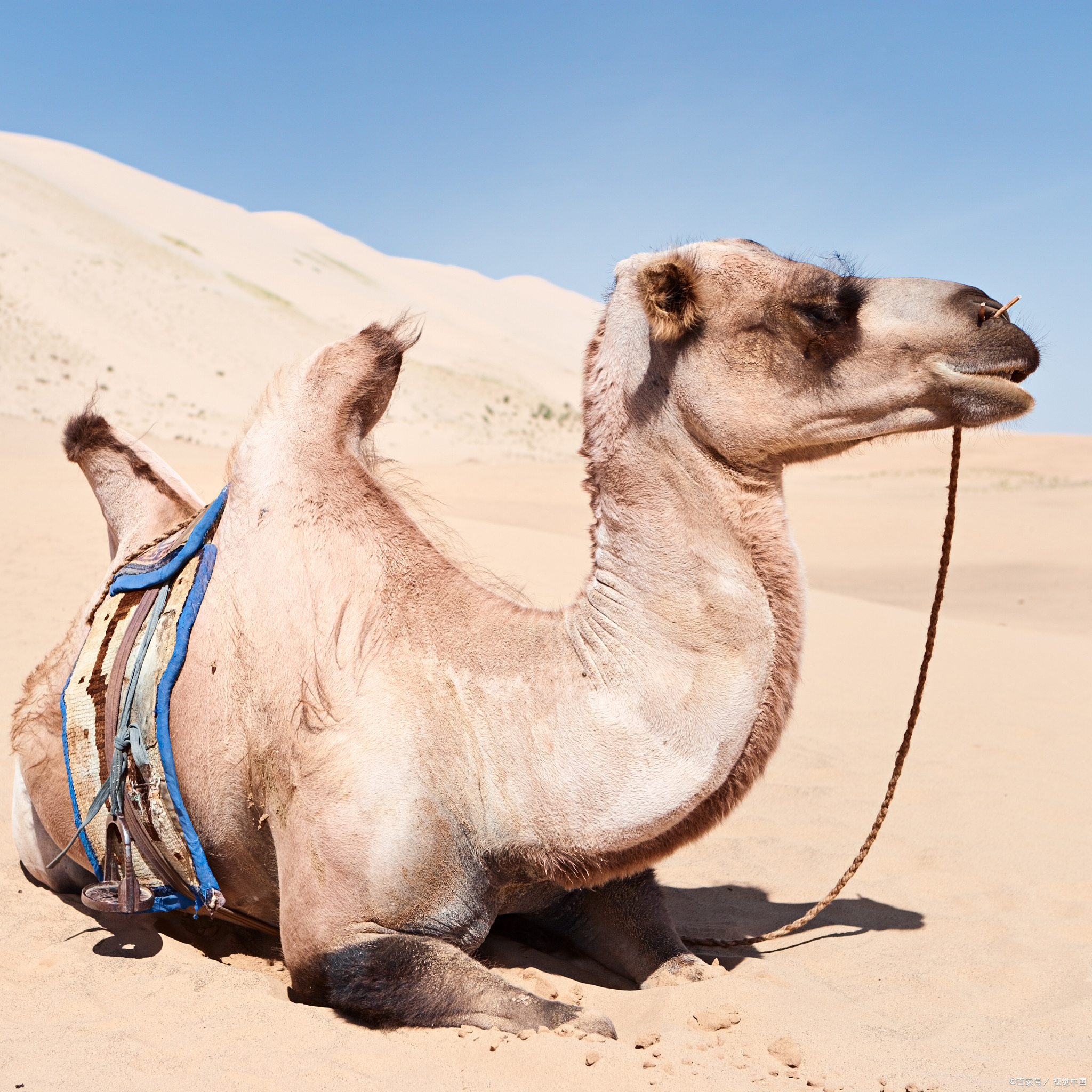 骆驼10天不吃不喝,还可以轻松穿越沙漠,你知道这是为什么吗?