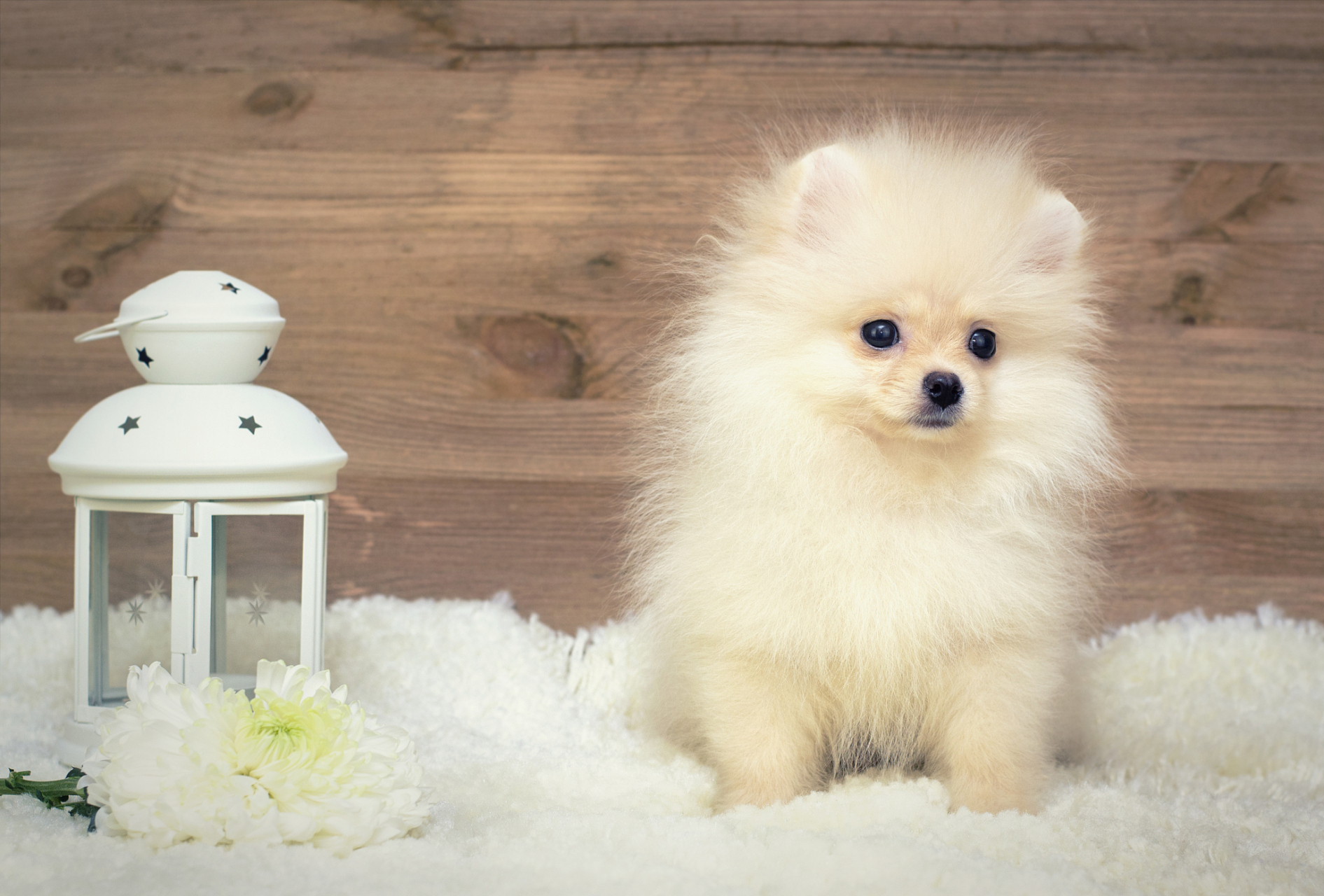 茶杯犬是一种小巧可爱的犬种,体型小,通常只有几百克,可以轻松放入