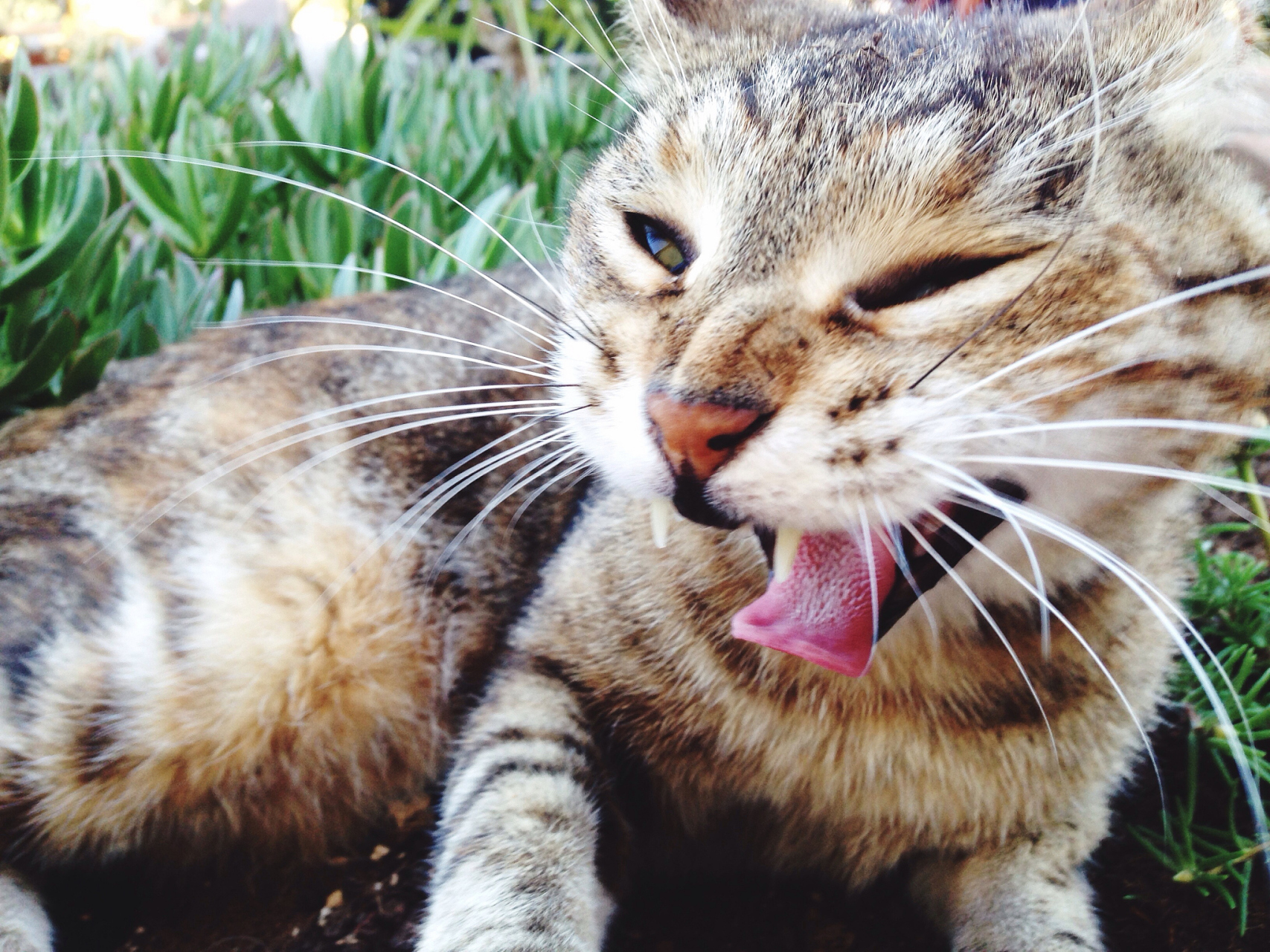 公猫发出嗷呜嗷呜的嚎叫声可能表示多种需求或情感,包括求偶呼唤,困惑