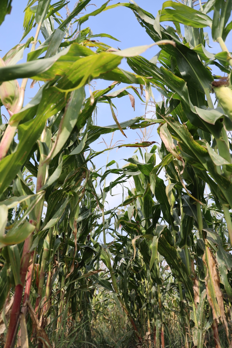 11岁女孩找同学途中失联后遇害# 最近又在网上看到